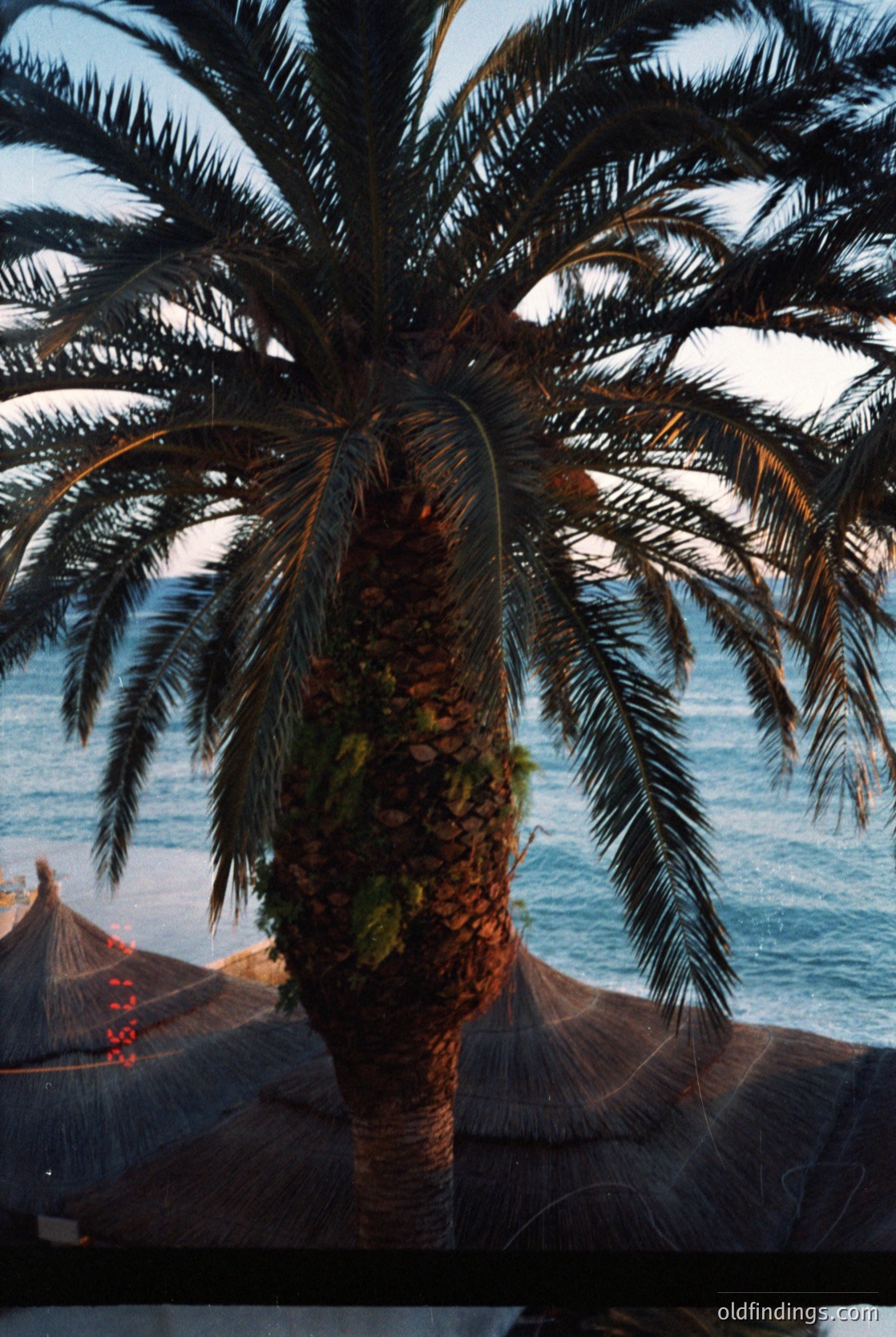 Tall palm tree with woven coconut frond skirt framing a seaside view, likely Mediterranean or tropical coastal region. Sunlight filters through fronds, casting dappled light on thatched structures and ocean.