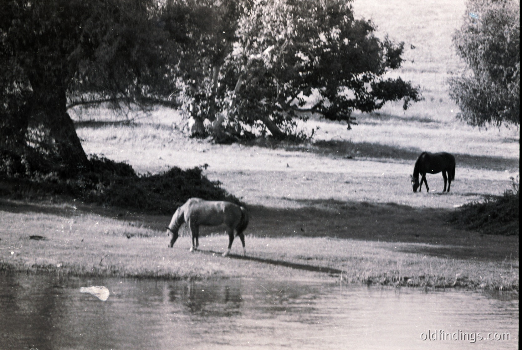 Two horses grazing near a shallow water source in a rural landscape, under mature trees. Mid-20th century farm scene, likely Eastern Europe.