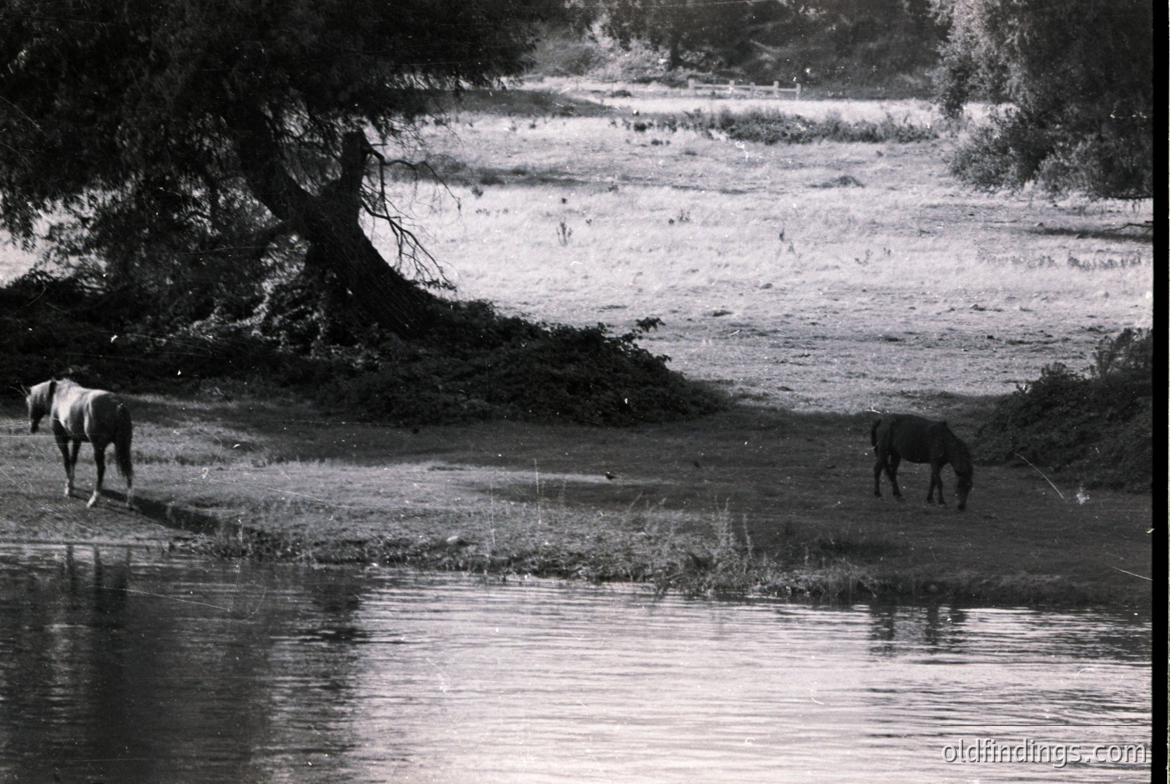 Black-and-white pastoral scene featuring two horses grazing near a shallow riverbank, framed by dense foliage. Reflective water and distant grassy terrain suggest a rural, possibly agricultural setting. Likely mid-20th century due to monochrome style.