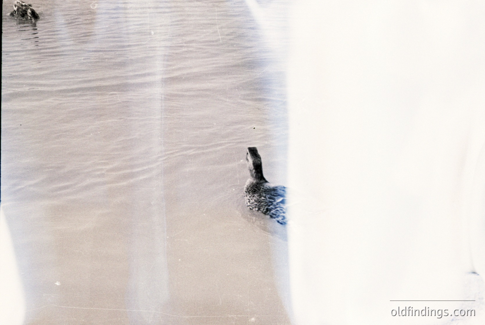 A solitary duck wades through shallow, rippled water near a concrete edge, likely a pier or dock. The scene captures natural behavior in an urban or coastal setting. The duck’s silhouette contrasts with the muted tones of the water and concrete. -2020s