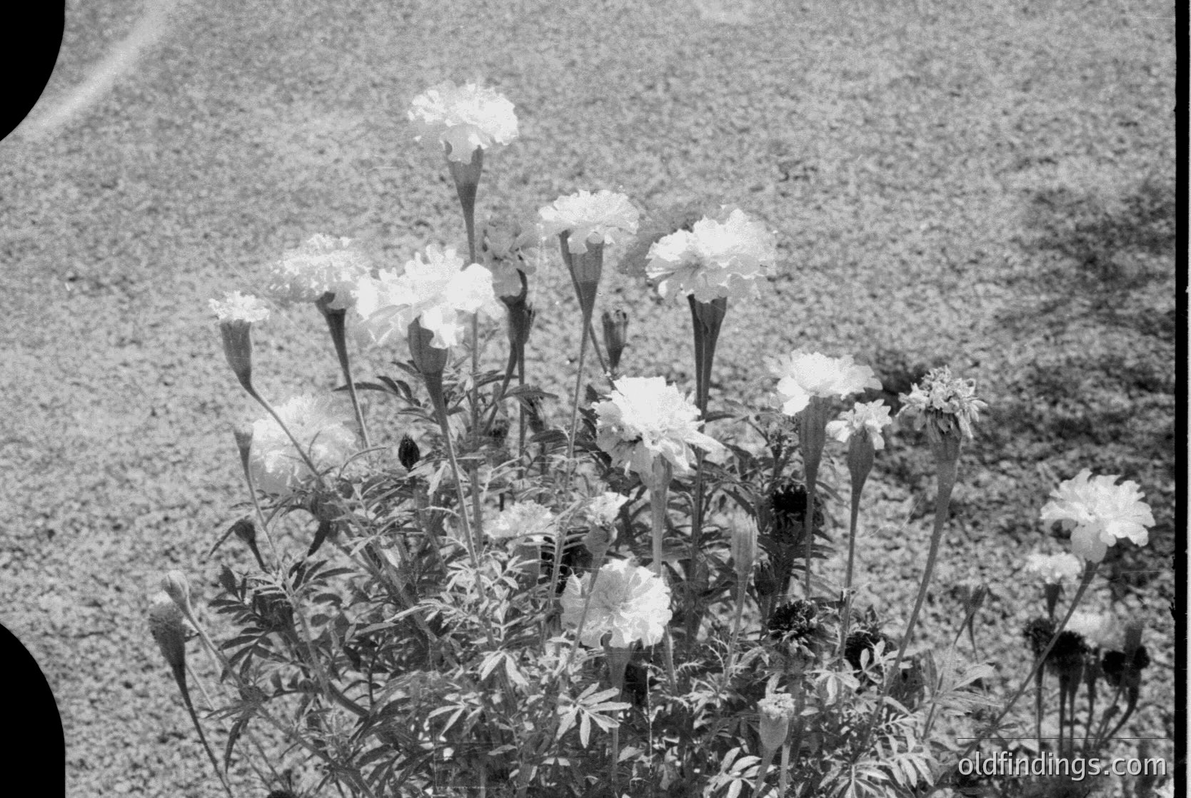 Vintage black-and-white close-up of a cluster of white carnations in full bloom, set against a rough gravel or dirt background. The petals exhibit slight texture variations, suggesting mid-20th century photography (). Ideal for botanical studies, floral design references, or nostalgic aesthetic projects.