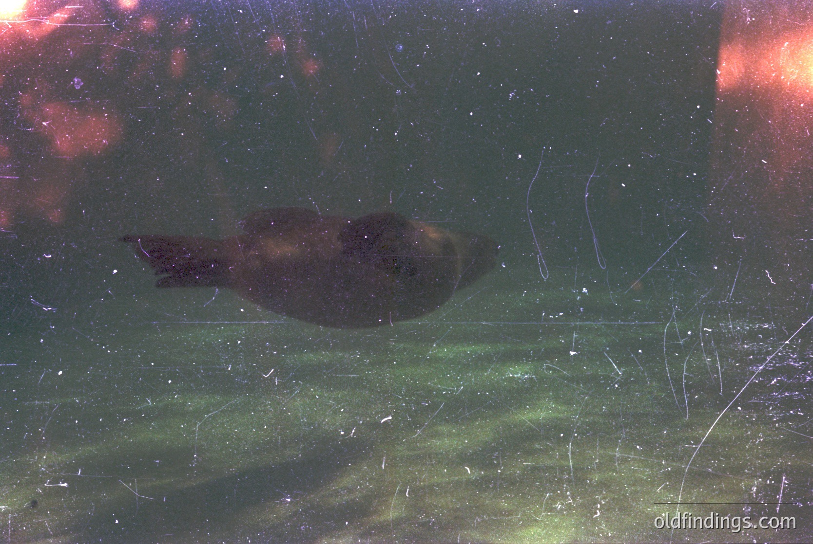 Underwater shot of a sea otter resting on its back in a controlled environment, surrounded by algae-covered substrate. Distinctive fur texture and relaxed posture highlight its natural behavior. Likely a zoo or aquarium setting.