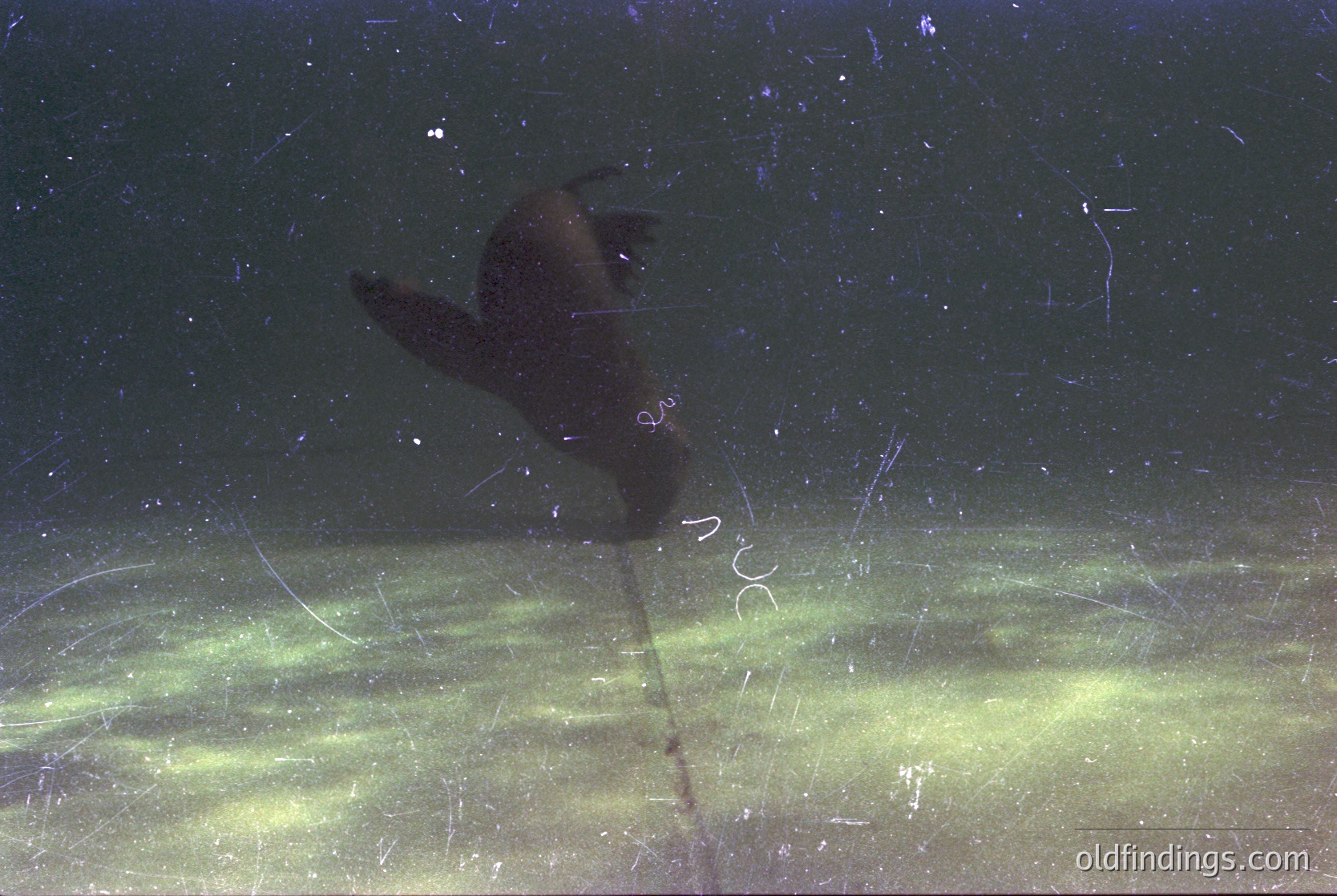 Silhouetted figure mid-dive in murky water, arms extended forward. Dynamic pose captures motion against scattered debris and faint light reflections. Likely underwater or low-light environment. *(Note: Exact time period is speculative; visual cues suggest analog-era underwater photography.)*