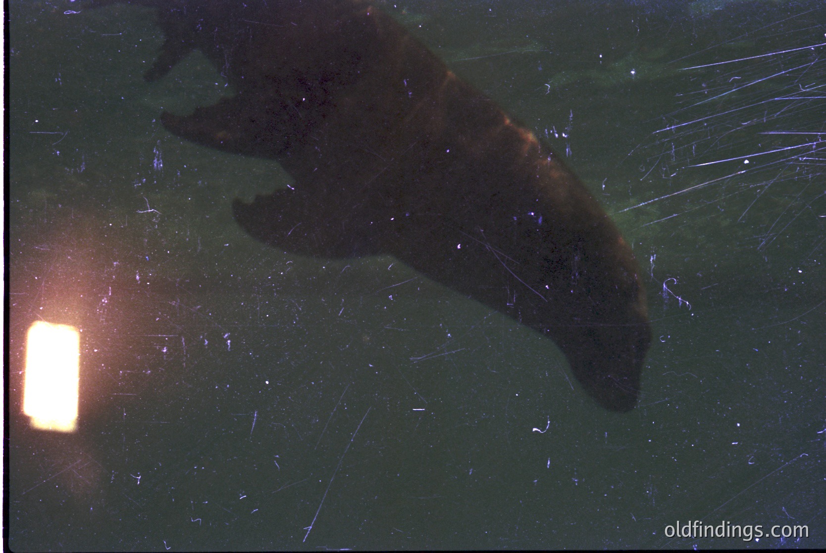 Long-exposure nighttime shot of a bear silhouette against a snowy forest backdrop. Lens flare from a flashlight illuminates the scene, highlighting fur texture and paw prints.