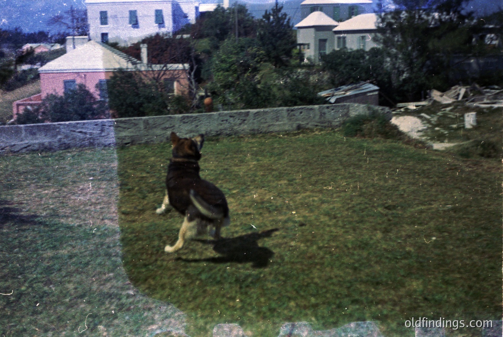 Vintage photo of a German Shepherd mid-jump over a chain-link fence, set in a residential backyard. Mid-20th century suburban homes in background. Color-tinted, likely 1950s-1960s.