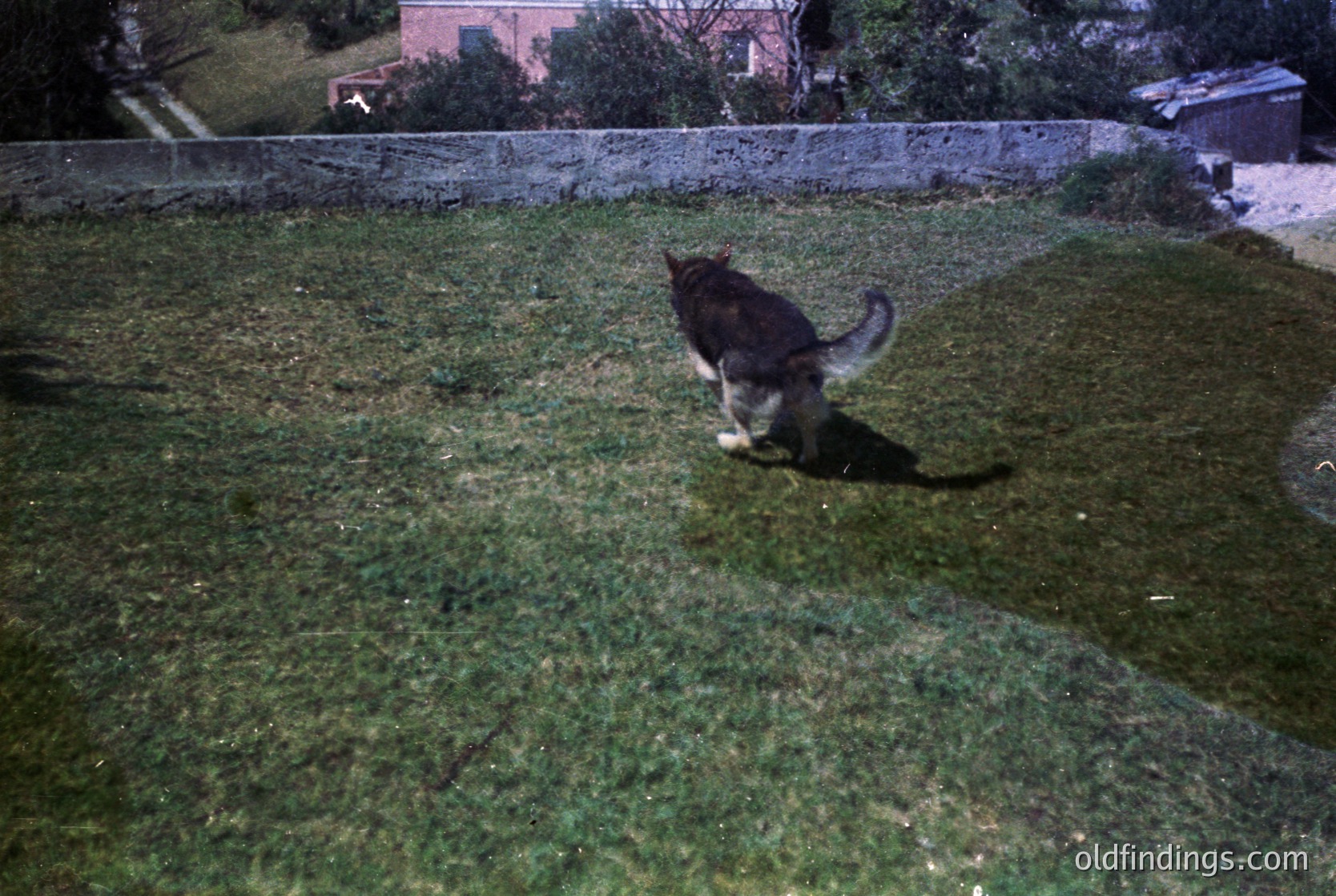 Black-and-white tabby cat mid-stride on overgrown grass, framed by a low stone wall and distant trees. Vintage film grain suggests 1970s–1990s era. Urban/suburban setting likely.