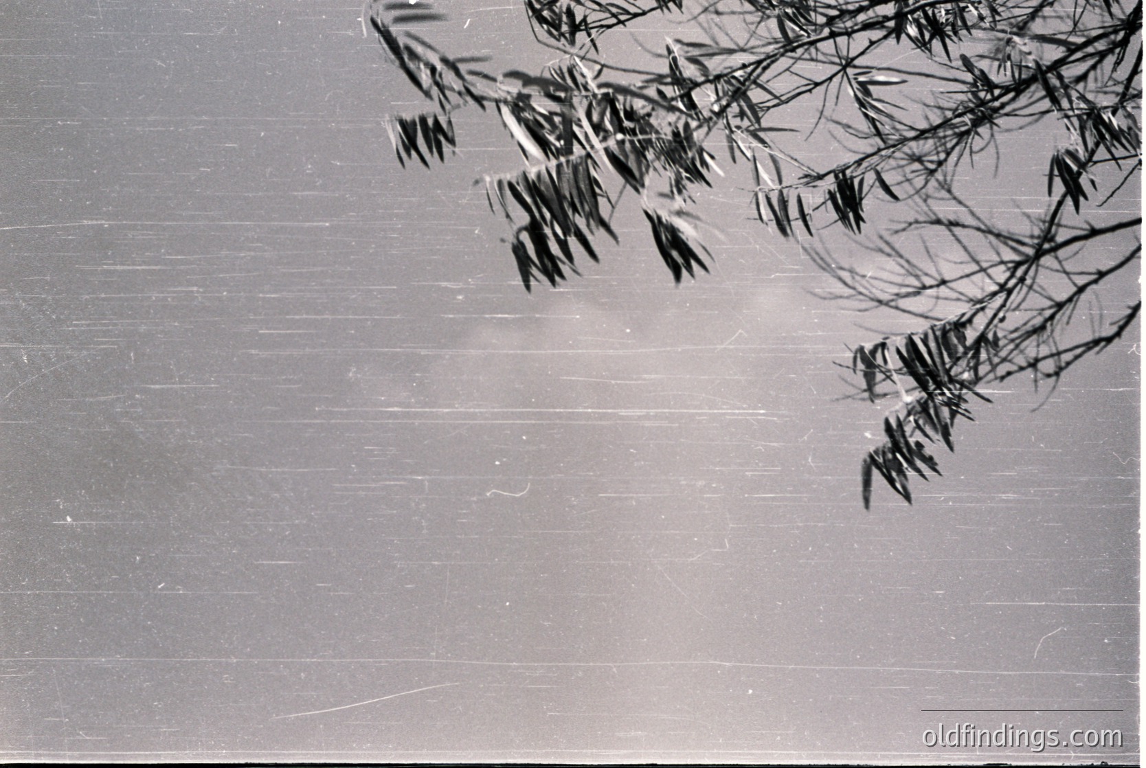 Black-and-white shot of tree branches casting sharp shadows on a textured wall, likely concrete or plaster. Minimalist composition highlights natural light and geometric contrast. Potential mid-20th century architectural detail.
