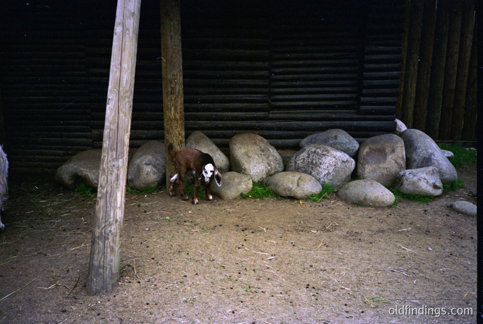 Rustic barn enclosure with large boulders as a makeshift fence, featuring a single sheep grazing near wooden posts. Dark wooden planks form the background wall. Likely rural setting, possibly agricultural or heritage site.