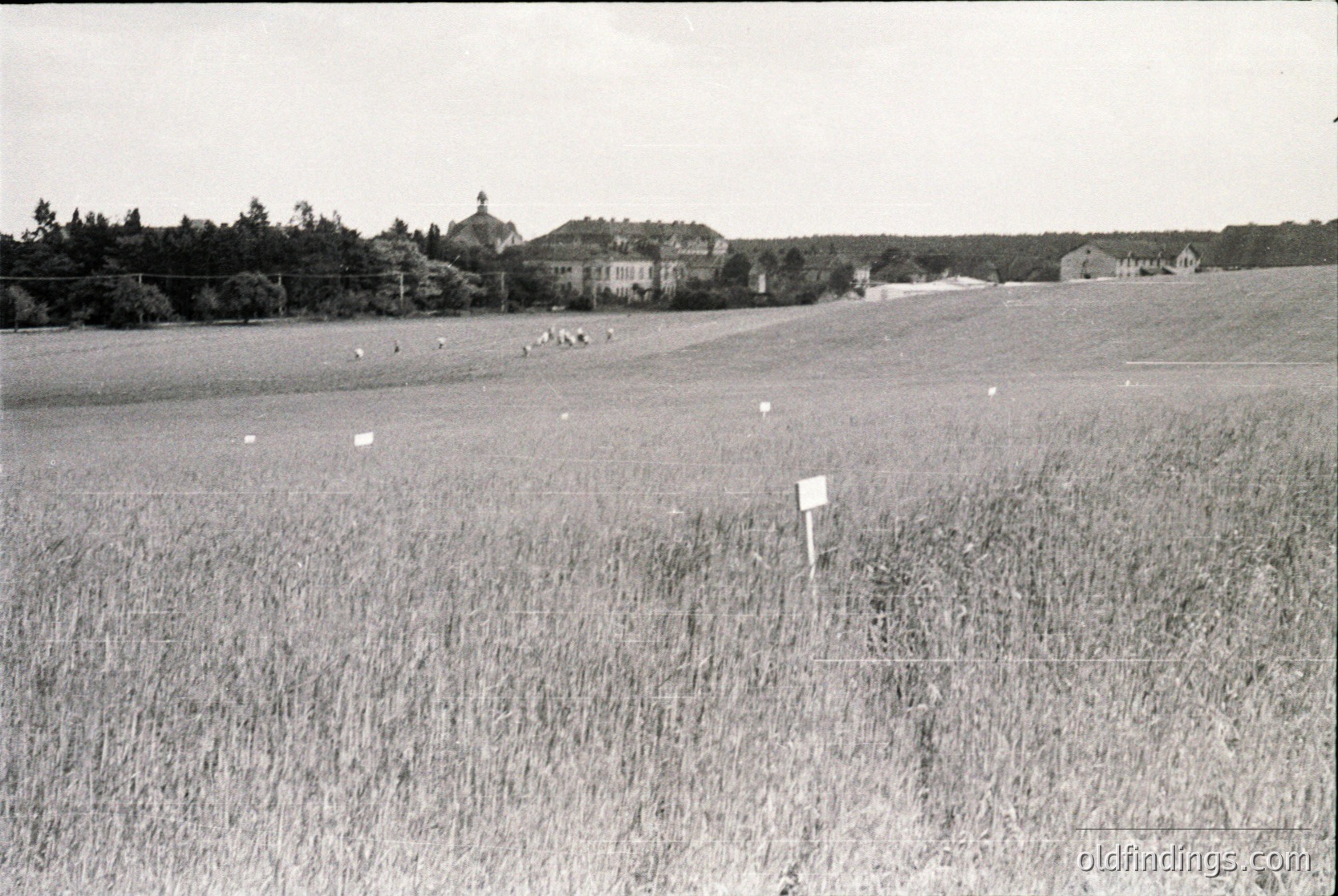 Black-and-white rural landscape featuring tall grass and scattered sheep in an open field. Distant buildings—likely a large estate or manor—surrounded by trees and rolling hills. Mid-20th century agricultural scene, possibly Eastern Europe.