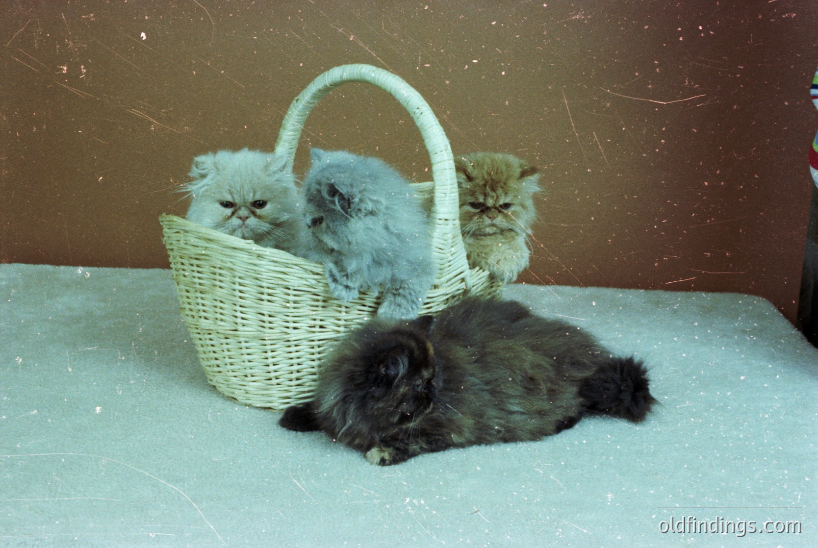 Three long-haired kittens—two light-colored (blue-gray and fawn) perched in a woven basket, one dark-gray curled below—on a textured surface. Studio lighting suggests a controlled, indoor setting, likely for pet photography.