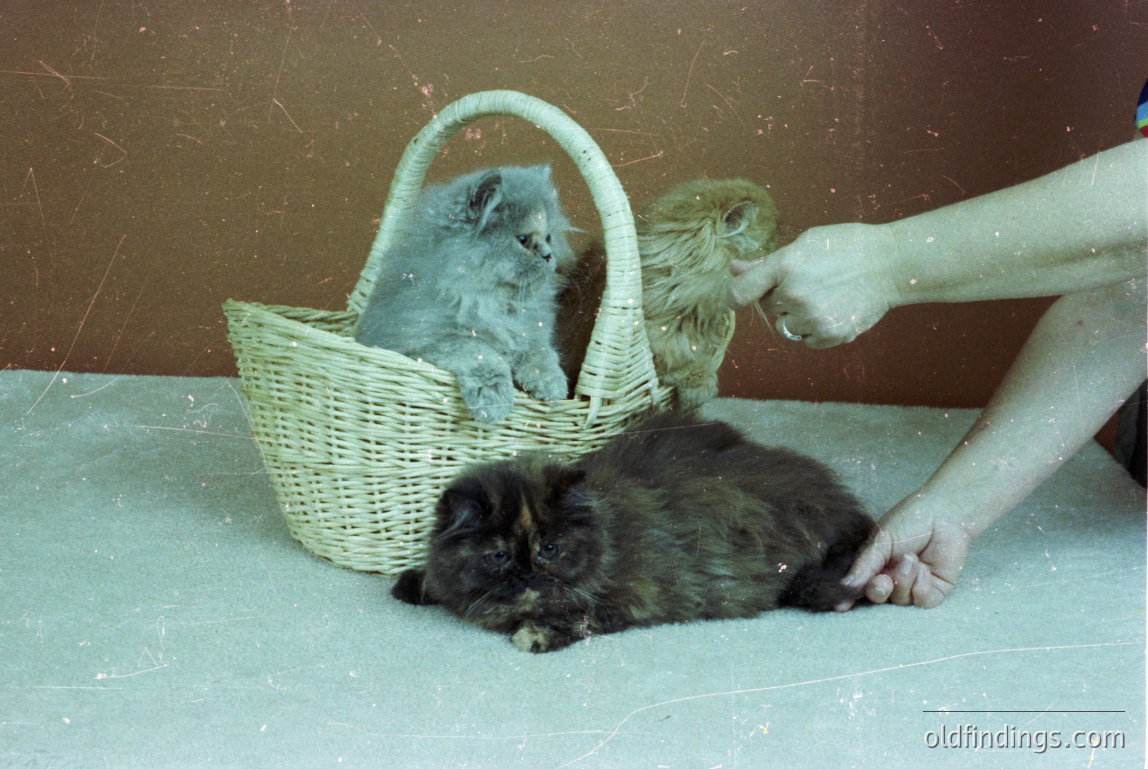 Vintage photo of three kittens in a wicker basket, with a hand feeding the light-colored kitten. Indoor setting, likely mid-20th century (). Warm, nostalgic composition for pet lovers and vintage photography enthusiasts.