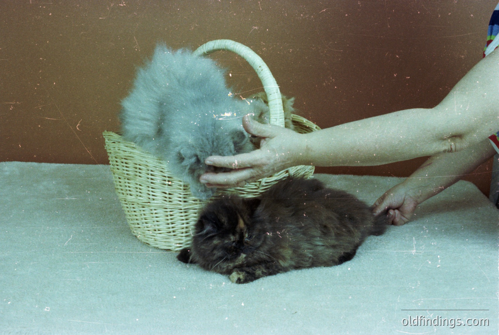 Vintage photo of a person shearing a sheep in a basket, likely a domestic wool-clipping process. The basket holds a light-colored sheep with dark wool being removed. Indoor setting with muted lighting, suggesting a rural or farm context.