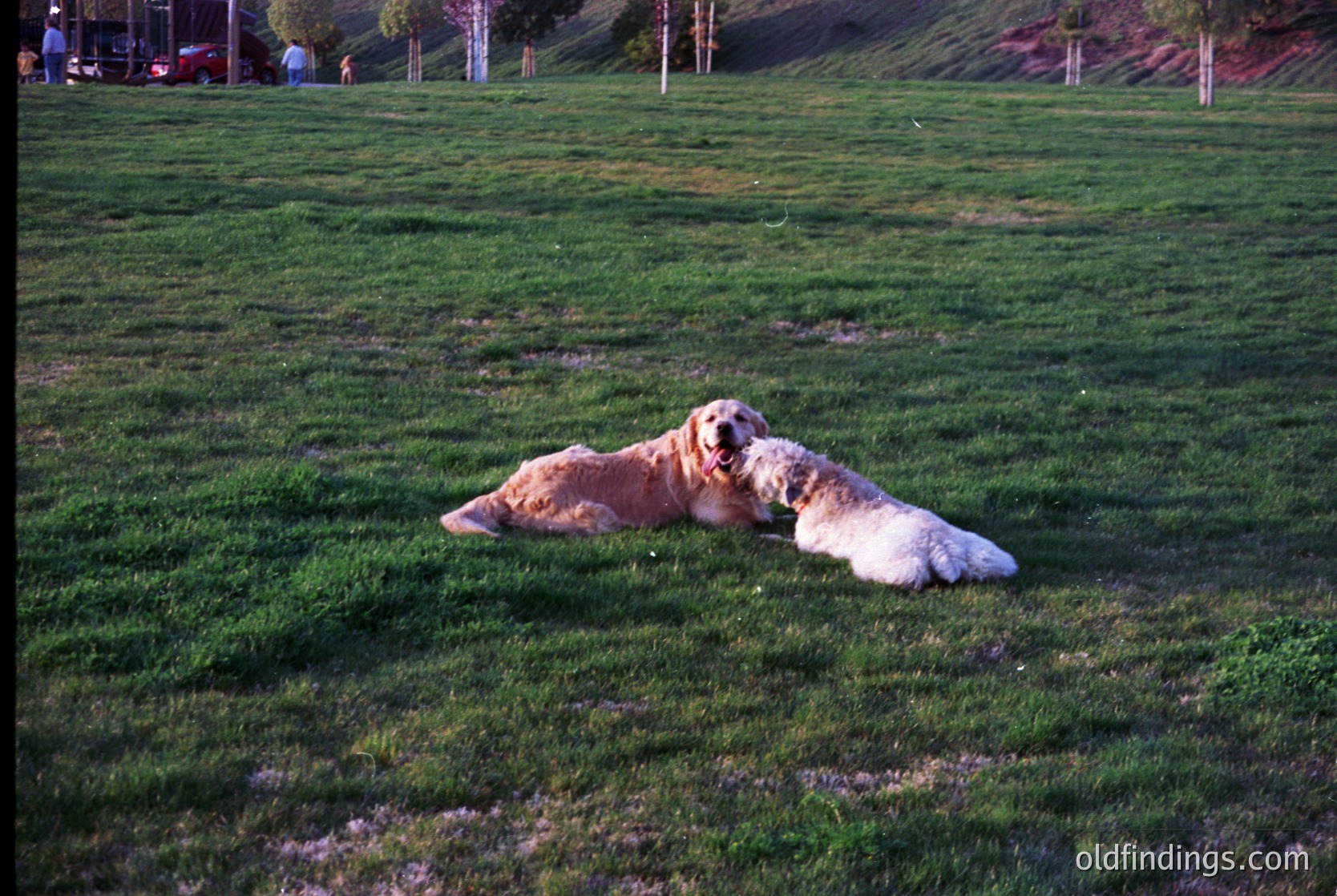 Golden retriever resting on lush green lawn in open park setting. Soft focus suggests mid-20th century film photography.