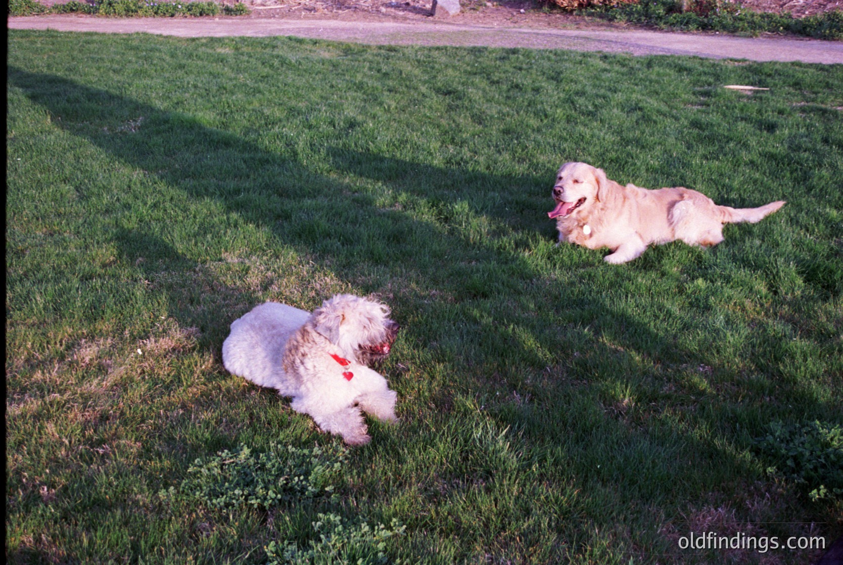 Golden retriever and small white fluffy dog resting on lush green lawn under clear sky. Classic mid-20th century suburban scene.