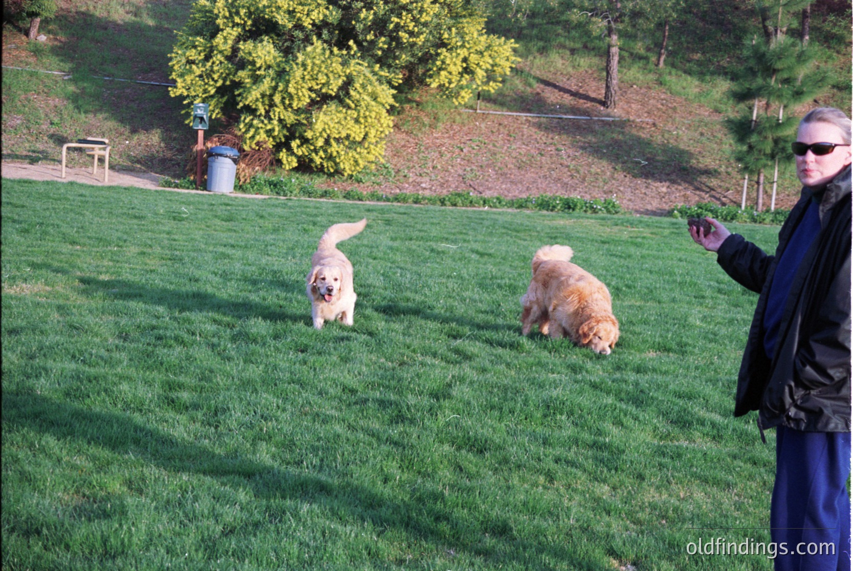Two golden retriever puppies play on lush green grass in a park setting, with a blurred adult handler in motion-capture attire. Concrete pathways, trees, and a trash bin frame the scene. Likely 2000s–2010s, suburban park.