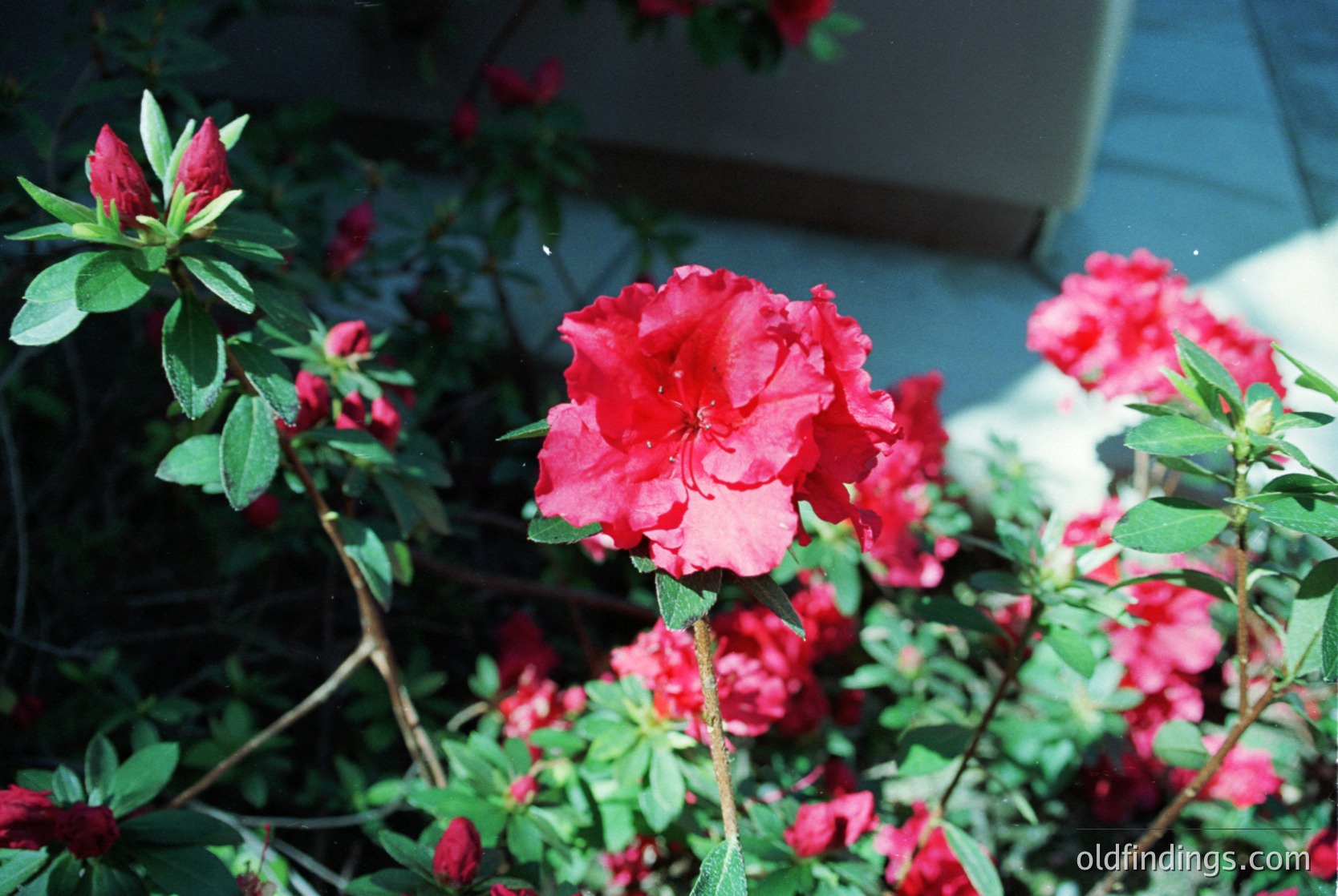 Close-up of vibrant **pink azalea flowers** in full bloom, showcasing deep red-pink petals and glossy green foliage. Soft bokeh effect highlights delicate buds and stems. Ideal for botanical studies or floral design references.
