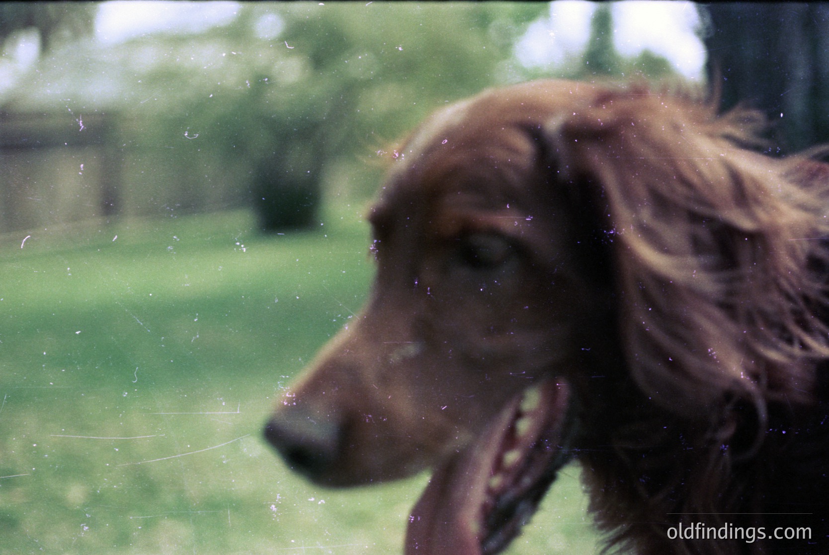 Vintage close-up of a wet, long-haired dog (likely a Labrador Retriever) viewed through a fogged window, with blurred greenery and trees outside. Soft focus and film grain suggest mid-20th century photography.