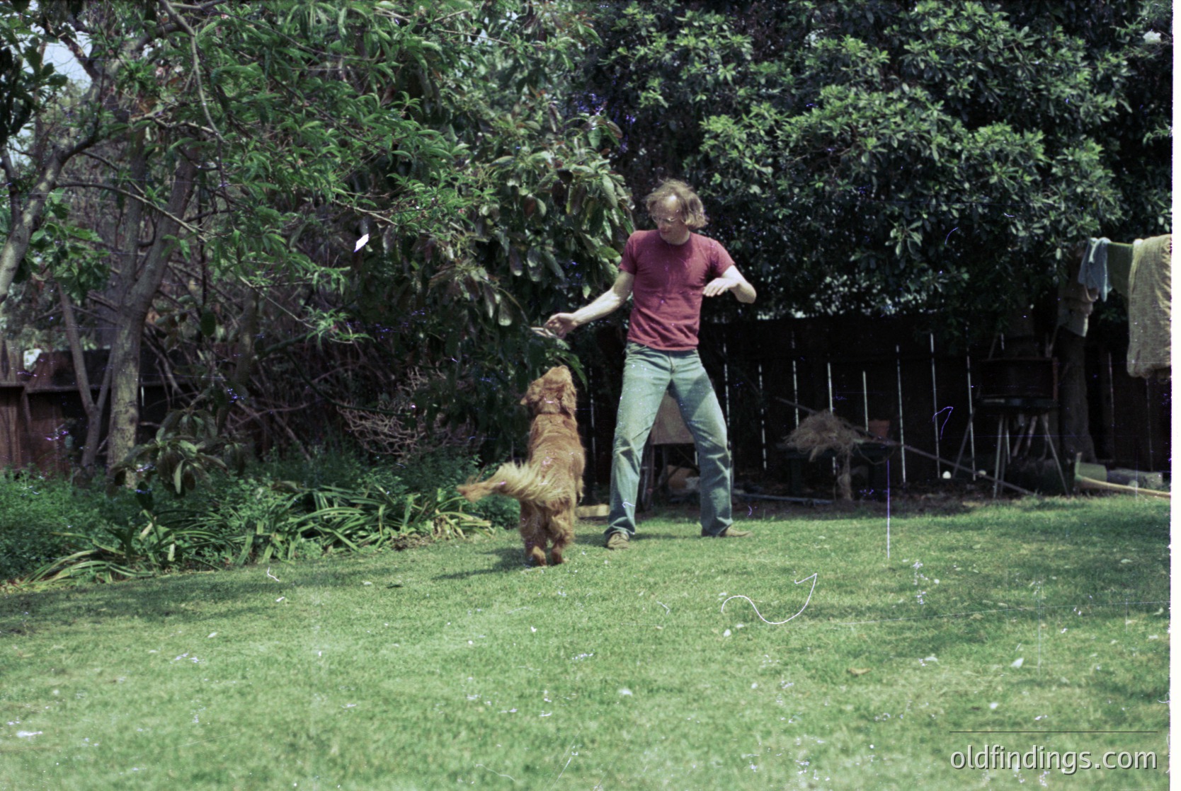 A man in a red polo shirt and light-colored pants throws a frisbee for a golden retriever in a lush backyard. Mid-20th century suburban setting with greenery, wooden fencing, and a clothesline.