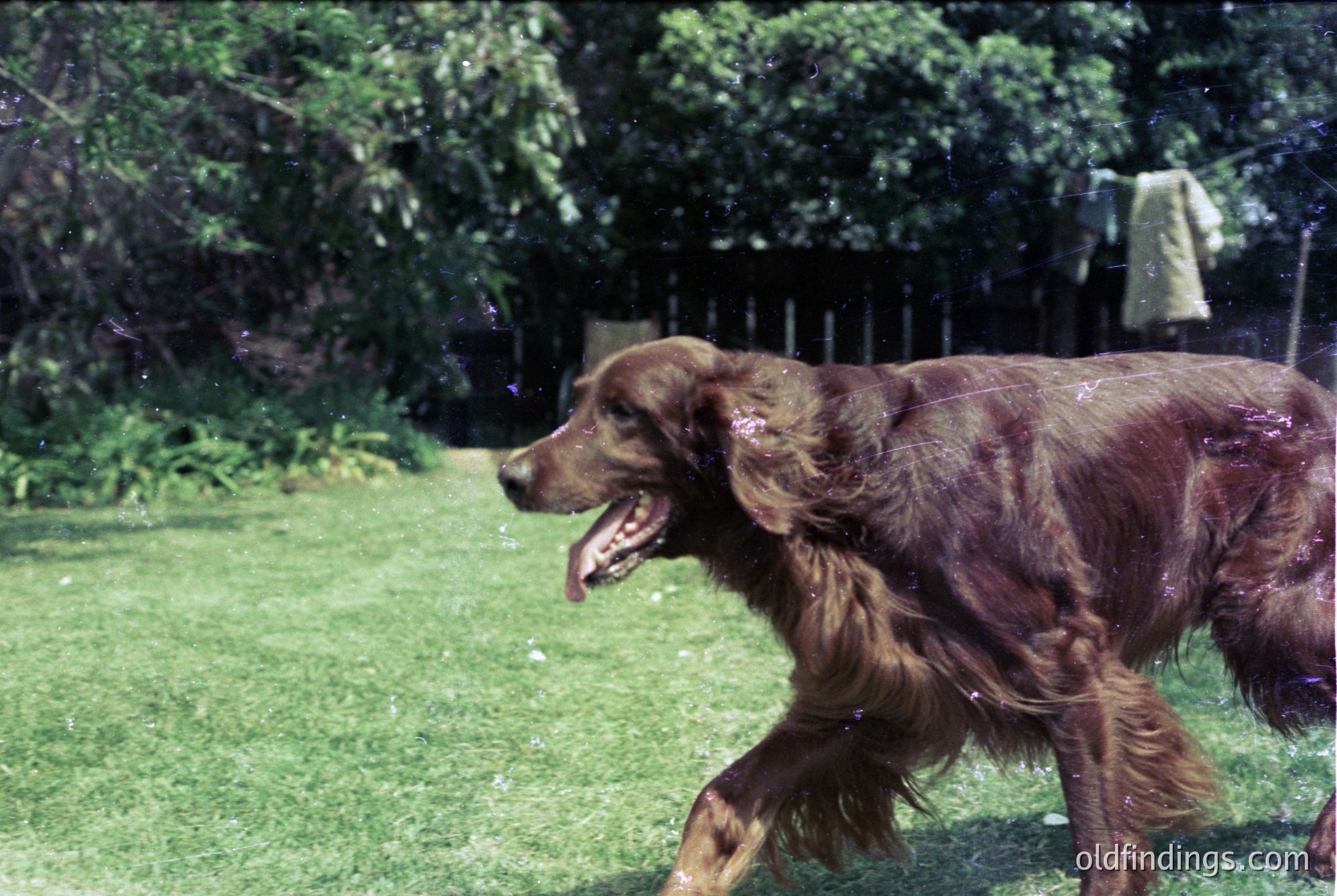 Wet golden retriever mid-sprint through lush green lawn, mouth open, rain droplets visible. Wooden fence and greenery in background suggests suburban garden setting. Likely mid-20th century due to film grain and clothing style.