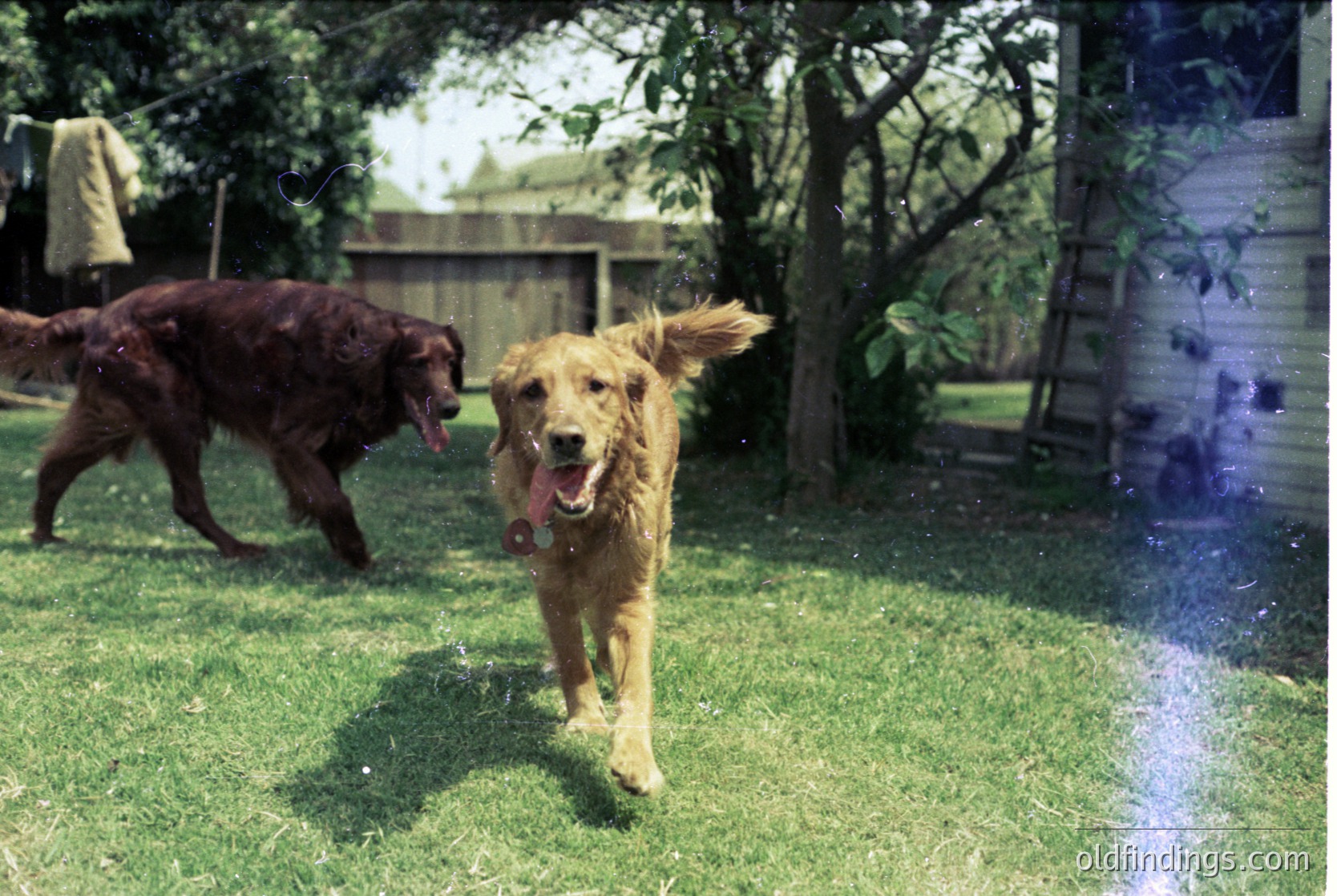 Golden Retriever mid-sprint in backyard, splashing through sprinkler water. Dark-coated dog in background. Wooden fence, greenery, and ladder visible. Likely suburban residential setting, modern era.
