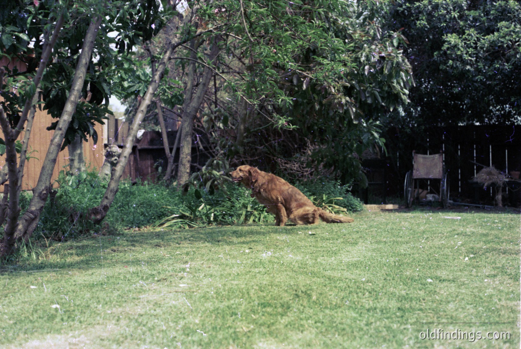 Golden retriever resting on lush green lawn under mature trees, with rustic wooden structures and thatched roof in background. Likely rural or suburban setting, mid-20th century.