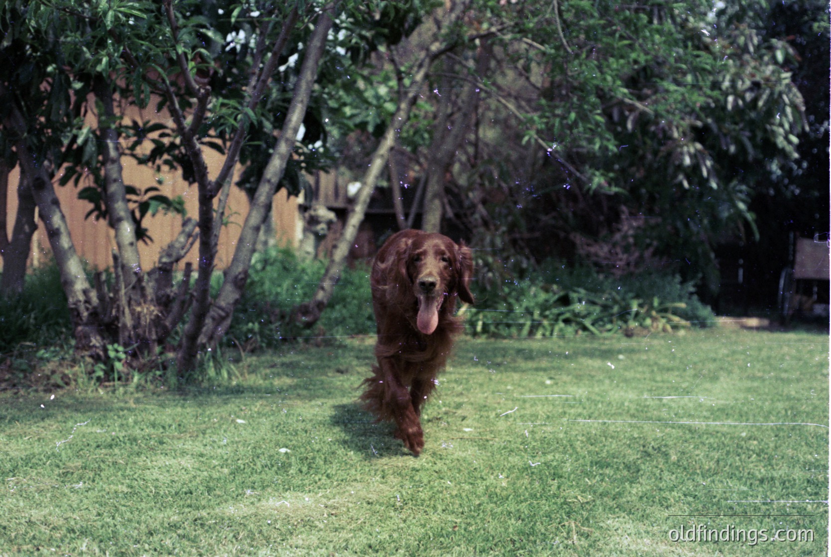 Golden Retriever mid-sprint in a lush, green lawn surrounded by mature trees and shrubs. Warm, vintage filter suggests late 20th-century photography. Ideal for nostalgic or pet lifestyle content.