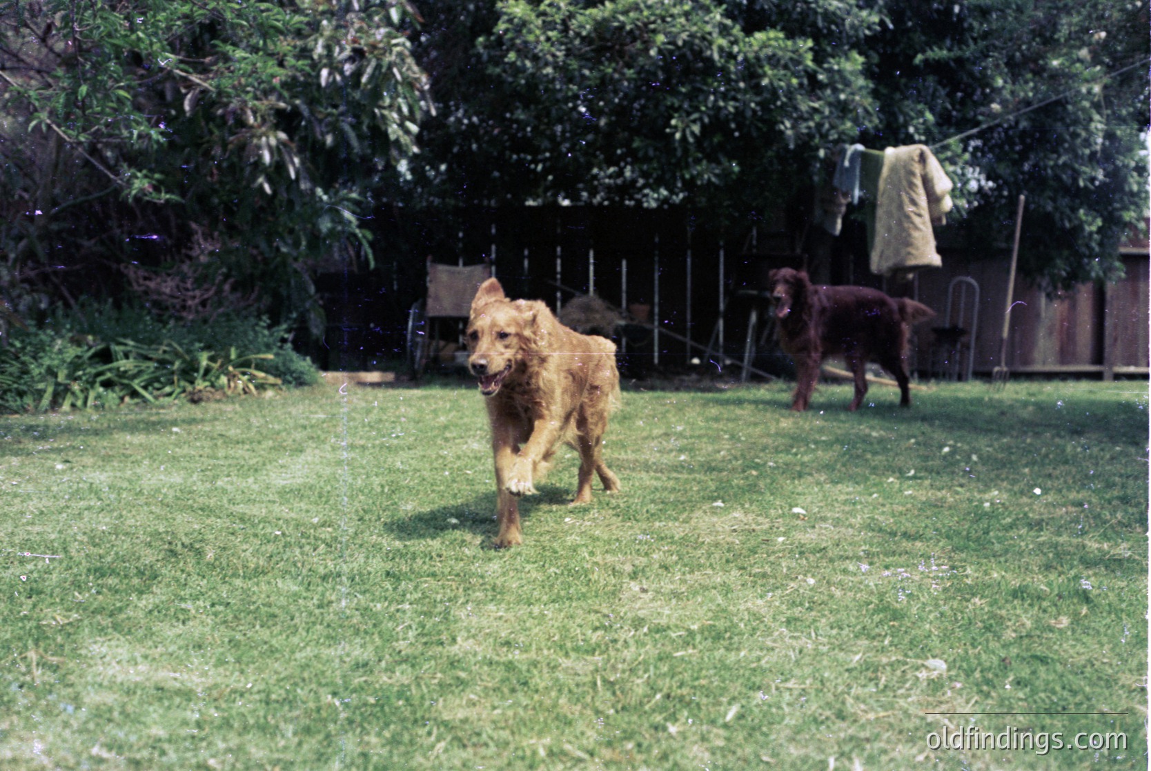 Golden retriever mid-stride in a lush backyard, surrounded by greenery and a wooden fence. Clothesline with garments in background. Likely mid-20th century domestic setting.