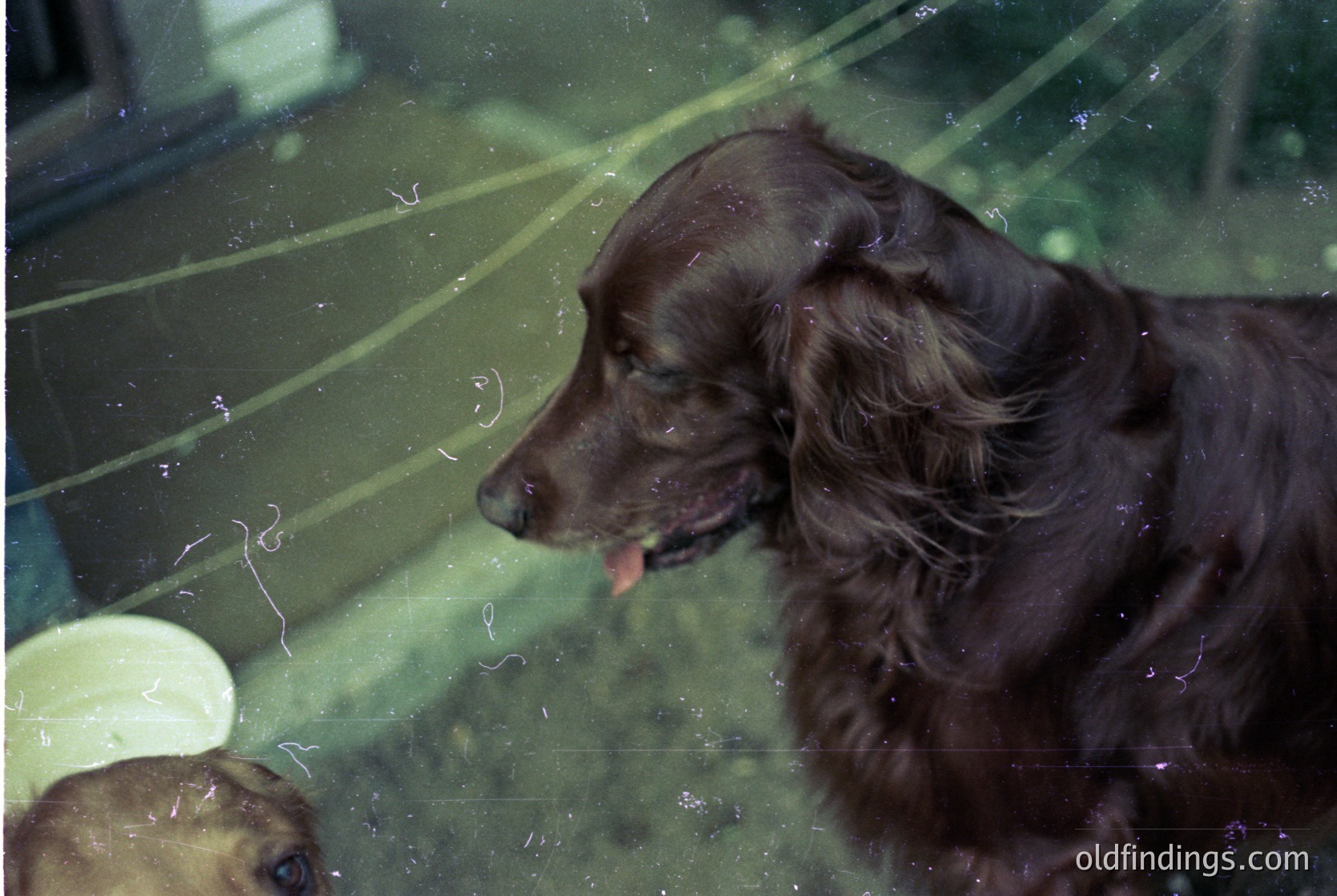 Close-up of a wet, dark-coated dog (likely a Labrador Retriever) licking its chops, captured through a glass barrier. Reflections and water droplets obscure background details. Indoor setting with blurred human presence.