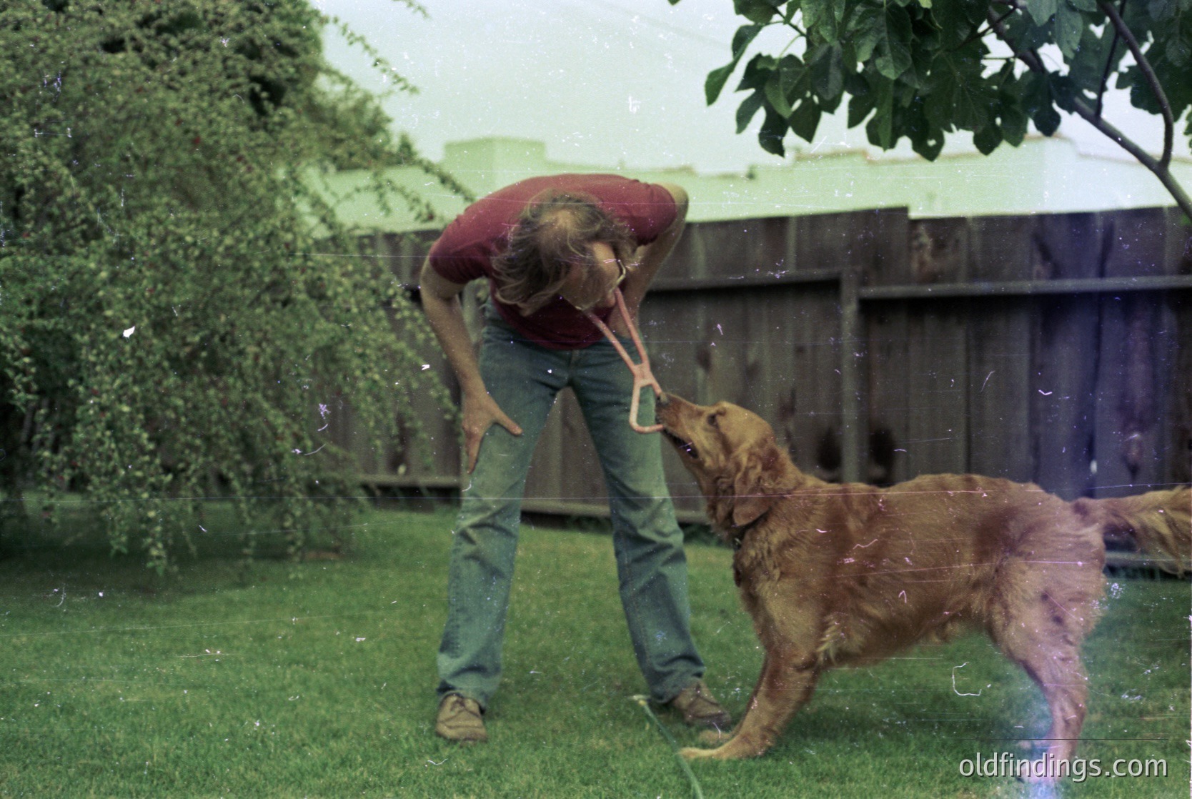 Vintage candid of a person playfully tossing a frisbee for a wet golden retriever in a backyard. Wooden fence and lush greenery in background. Likely mid-20th century, suburban setting.