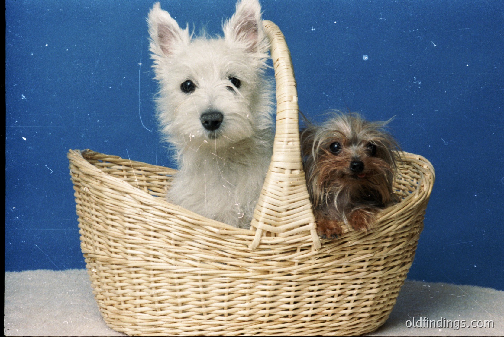 Vintage-style portrait of two small dogs in a woven basket: a white West Highland White Terrier and a brown Dandie Dinmont Terrier. Studio lighting highlights their expressive faces. Ideal for pet-themed or nostalgic content.