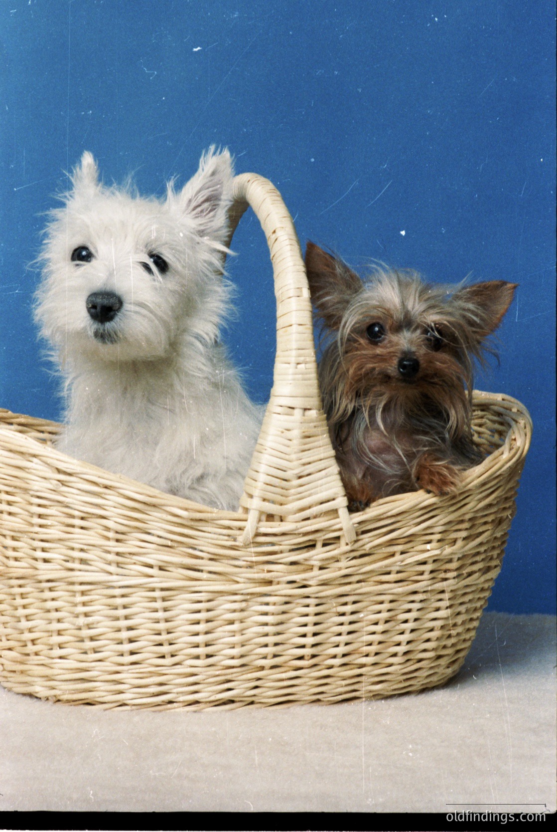Vintage-style portrait of two small dogs in a woven basket: a white West Highland White Terrier and a brown Yorkie. Solid blue backdrop enhances focus. Ideal for pet photography, 1950s-1970s nostalgia, or pet product ads.