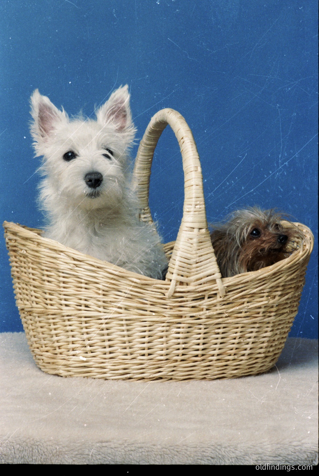A white fluffy dog (likely a West Highland White Terrier) sits upright in a woven rattan basket, while a smaller brown-and-white dog (possibly a Poodle mix) peeks from inside. Studio lighting with a solid blue backdrop enhances the composition.