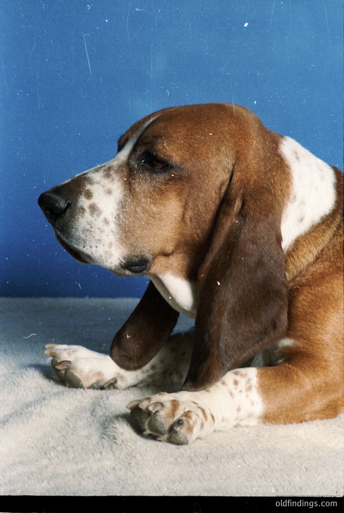 Close-up of a resting **Basset Hound** with distinctive droopy ears, white and brown patches, and a relaxed posture on a light-colored carpet. The breed’s expressive face and wrinkled skin highlight its iconic appearance. Ideal for pet photography, breed identification, or nostalgic animal content.
