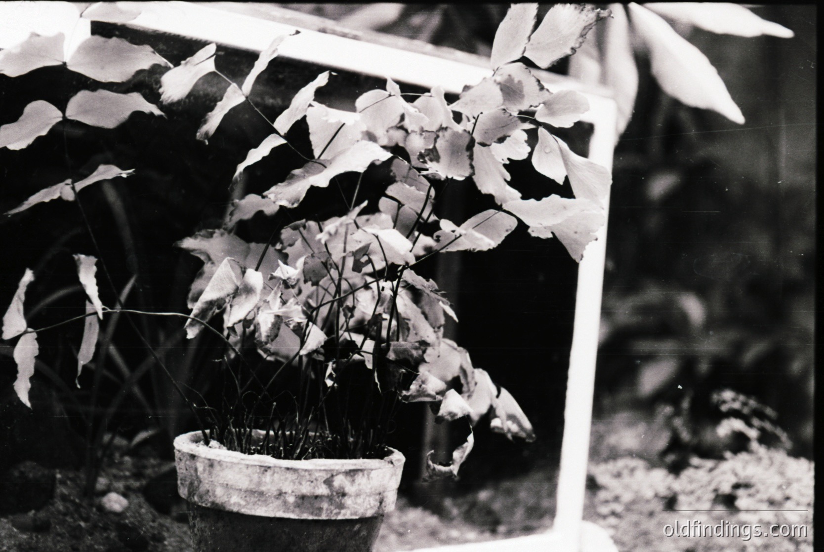 Vintage black-and-white close-up of a potted plant with frost-damaged leaves, likely a deciduous shrub. The pot sits on gravel, with blurred foliage and a wooden structure in the background. Suggests early spring or late autumn in a temperate climate.
