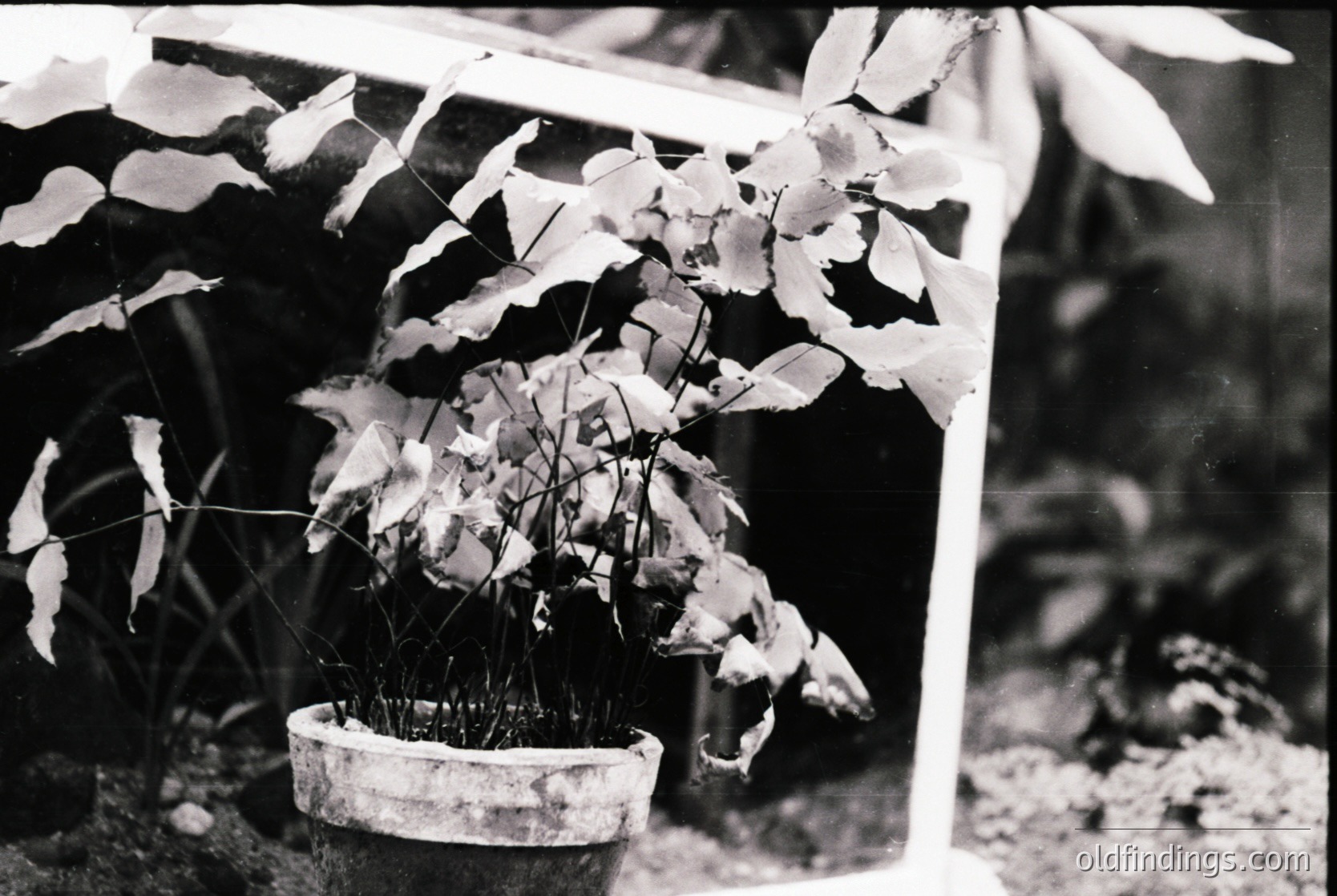 Black-and-white botanical study of a potted plant with elongated, delicate leaves and fibrous roots, framed by a wooden structure. Likely a 19th–early 20th century botanical or horticultural photograph. Ideal for vintage botanical research or historical plant documentation.