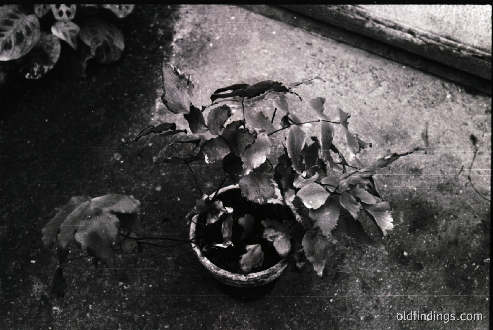 Vintage black-and-white photo of a broken clay pot spilling dried leaves on a rough concrete surface. Texture contrasts between brittle foliage and cracked earthenware. Likely mid-20th century domestic or garden setting.