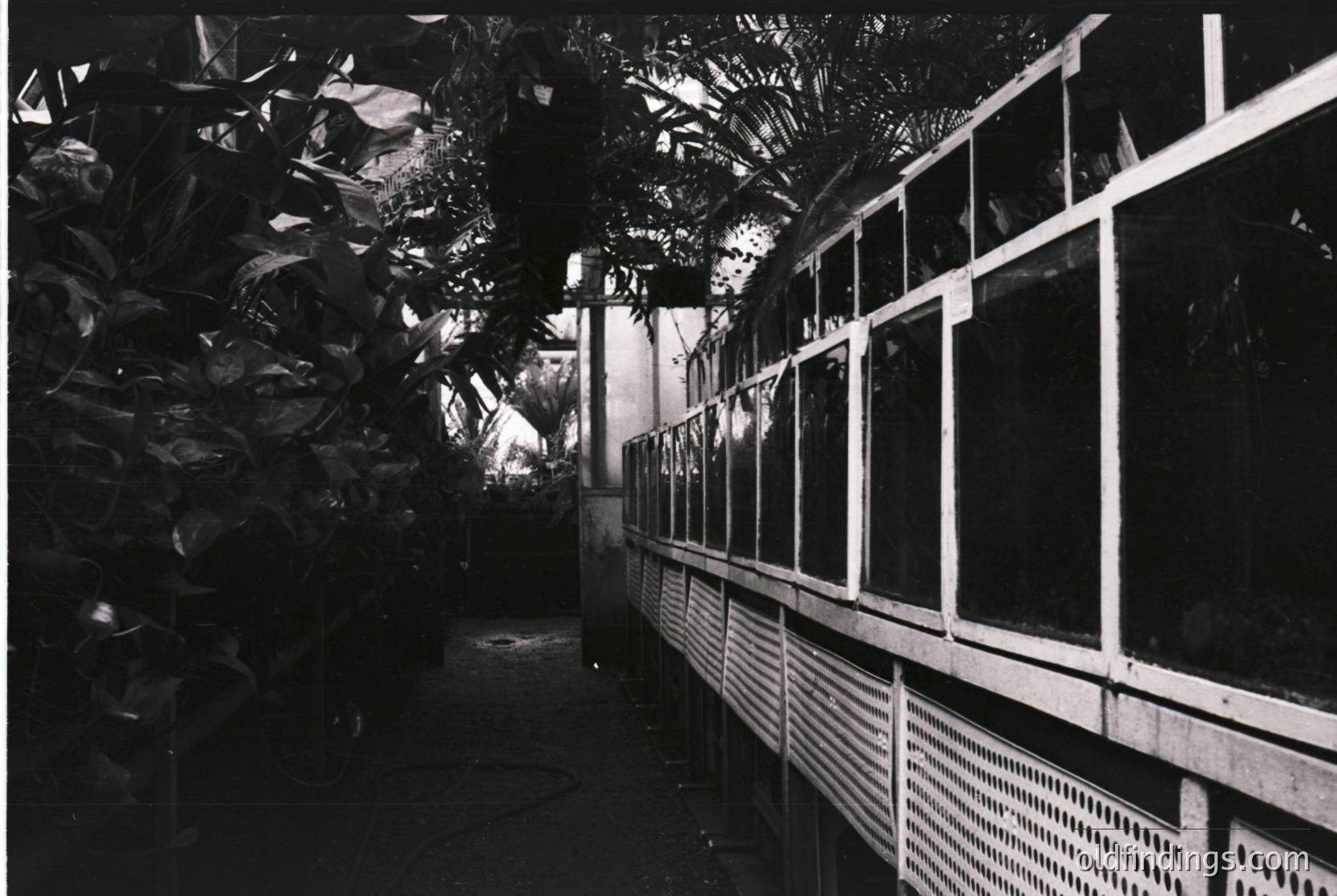 Mid-century modern indoor corridor with lush tropical foliage framing both sides. Concrete pillars and metal railings create a structured, geometric contrast. Likely a public building or resort from the 1950s–1970s.