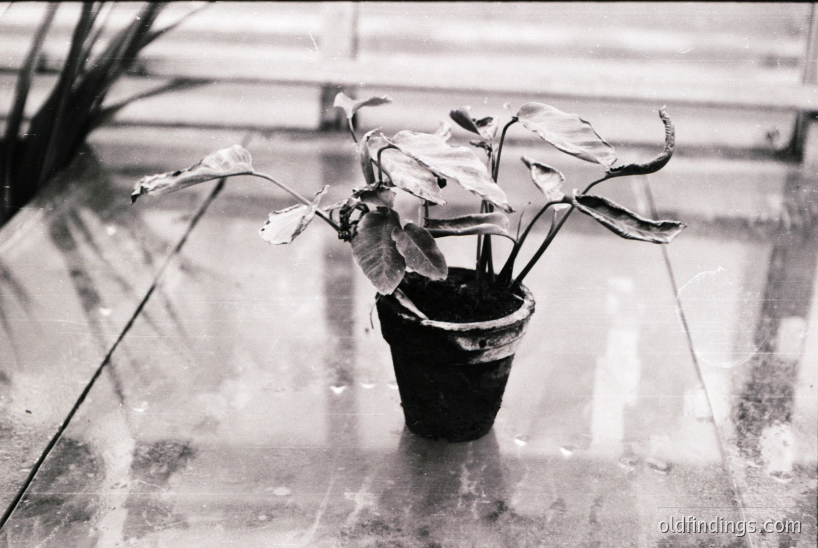Black-and-white close-up of a potted plant with wilted, elongated leaves in a small, worn terracotta pot on a reflective, wet surface. Minimalist composition highlights texture and contrast.