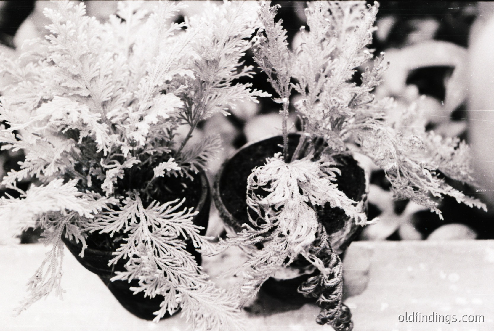 Winter frost covers delicate ornamental plants in black pots, creating intricate crystalline patterns. High-contrast monochrome captures texture and light play. Likely mid-20th century due to grain and style.