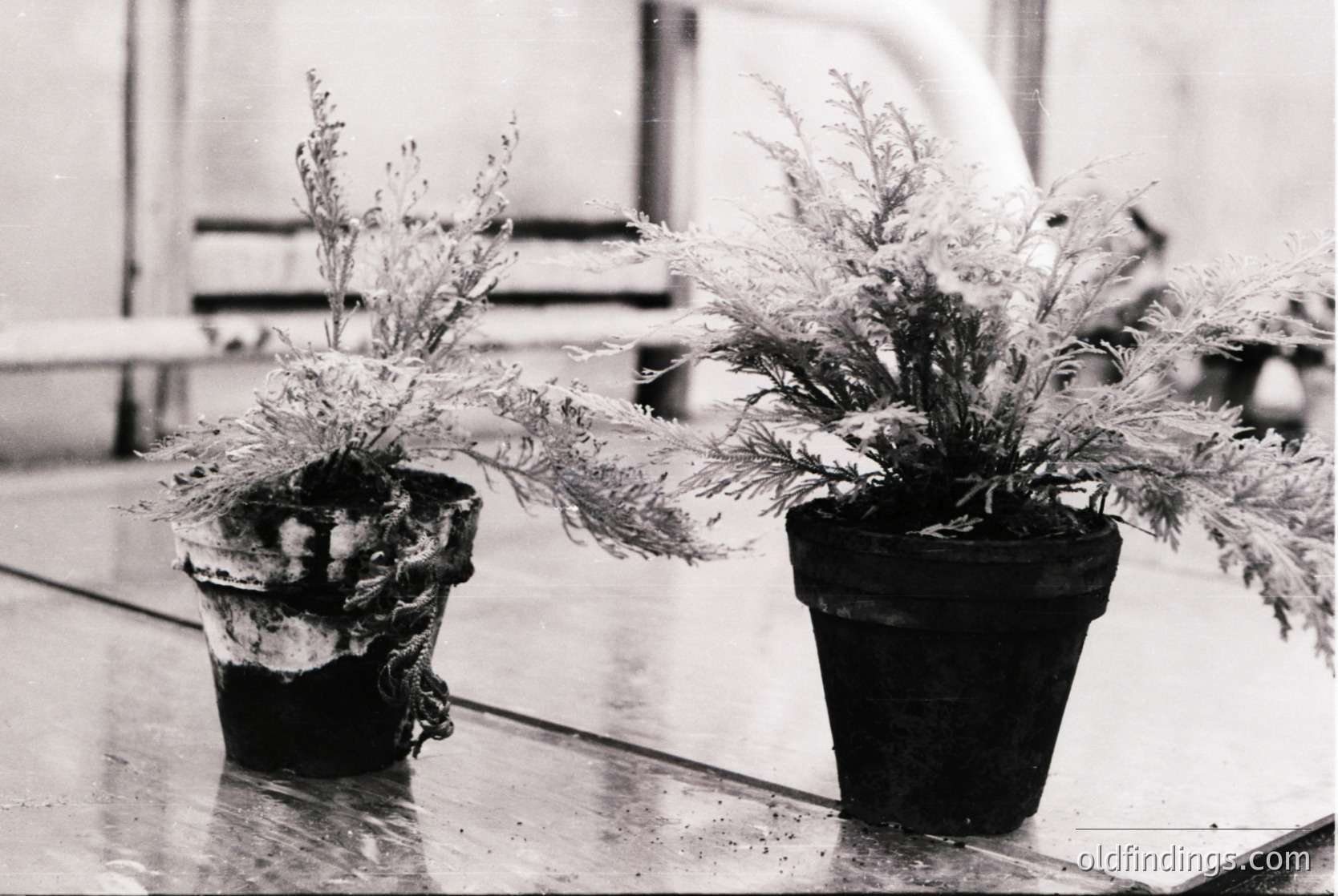 Vintage black-and-white photo of two potted plants with feathery foliage on a reflective surface, likely a countertop or table. The pots appear aged, with visible wear and cracks. Indoor setting with blurred background suggesting a store or market display.
