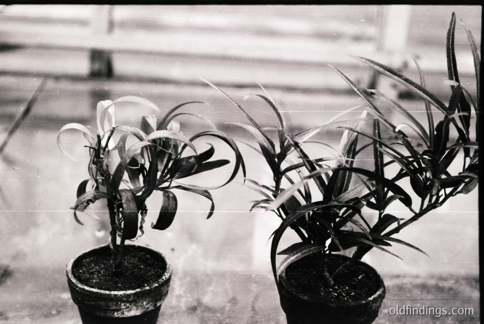 Two potted plants with elongated, spiky leaves in a vintage black-and-white shot. Likely *Dracaena* or *Yucca* species, arranged on a concrete surface. Mid-20th century indoor decor, possibly 1950s–1960s.