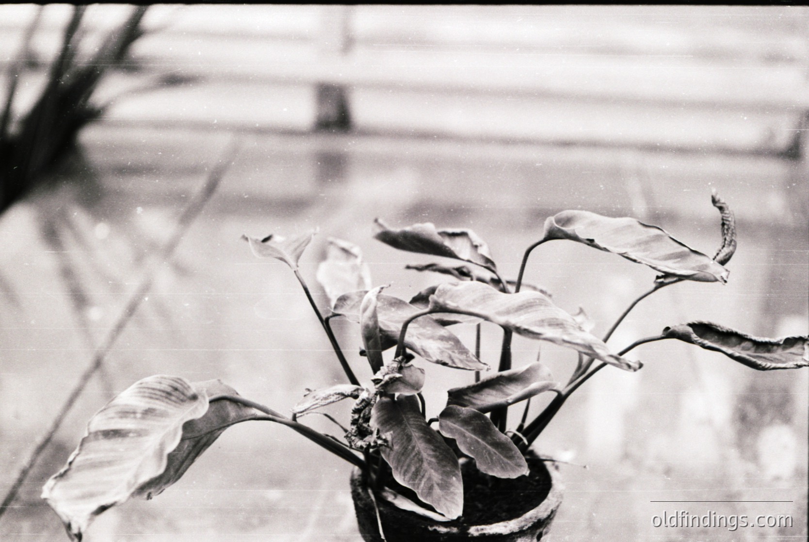 Vintage black-and-white close-up of a potted plant with broad, textured leaves in a minimalist composition. Reflections on a wet surface suggest recent rain or mist. Mid-century indoor/outdoor setting, likely 1950s–1970s.