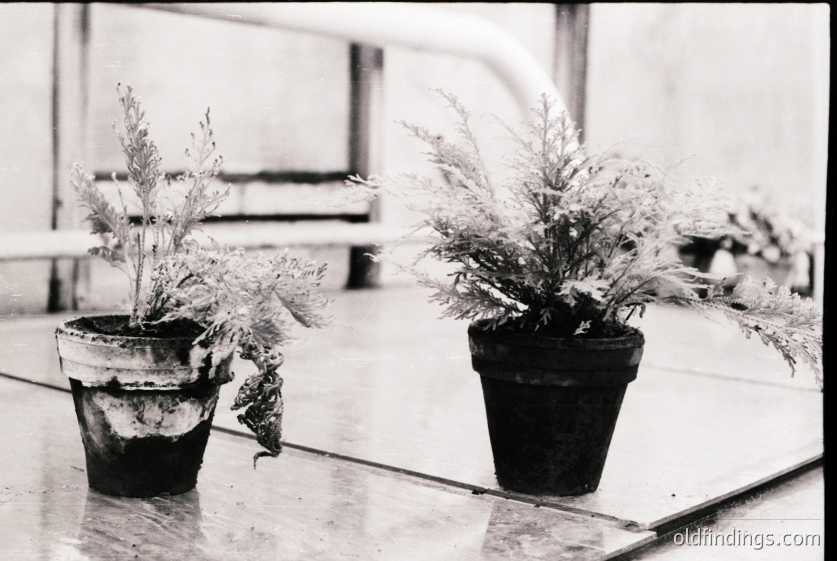 Minimalist black-and-white composition of two potted plants on a reflective surface, likely a gallery or exhibition space. Foliage resembles ornamental grasses or ferns in terracotta pots. Clean lines and industrial flooring enhance modern aesthetic.