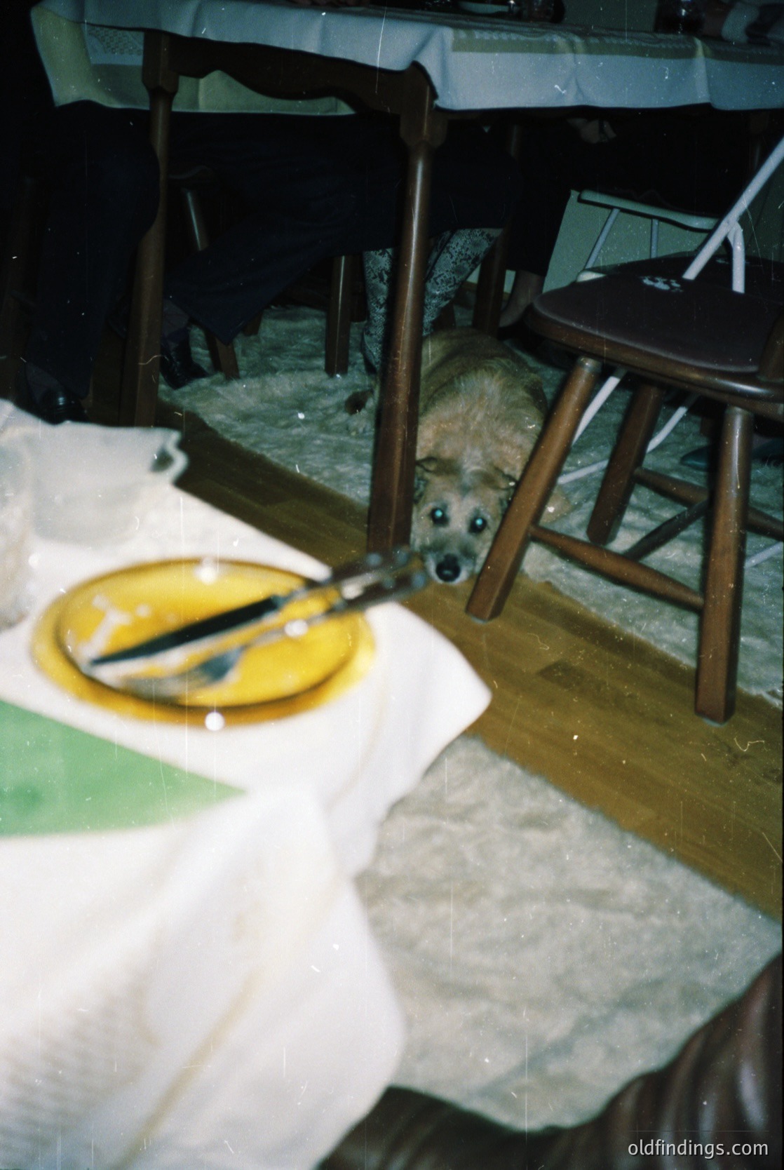 Vintage indoor scene featuring a curious dog peeking under a wooden chair in a dimly lit room. Yellow bowl with a spoon rests on a white cloth-covered table. Wooden chairs and a patterned tablecloth suggest mid-20th century domestic setting.