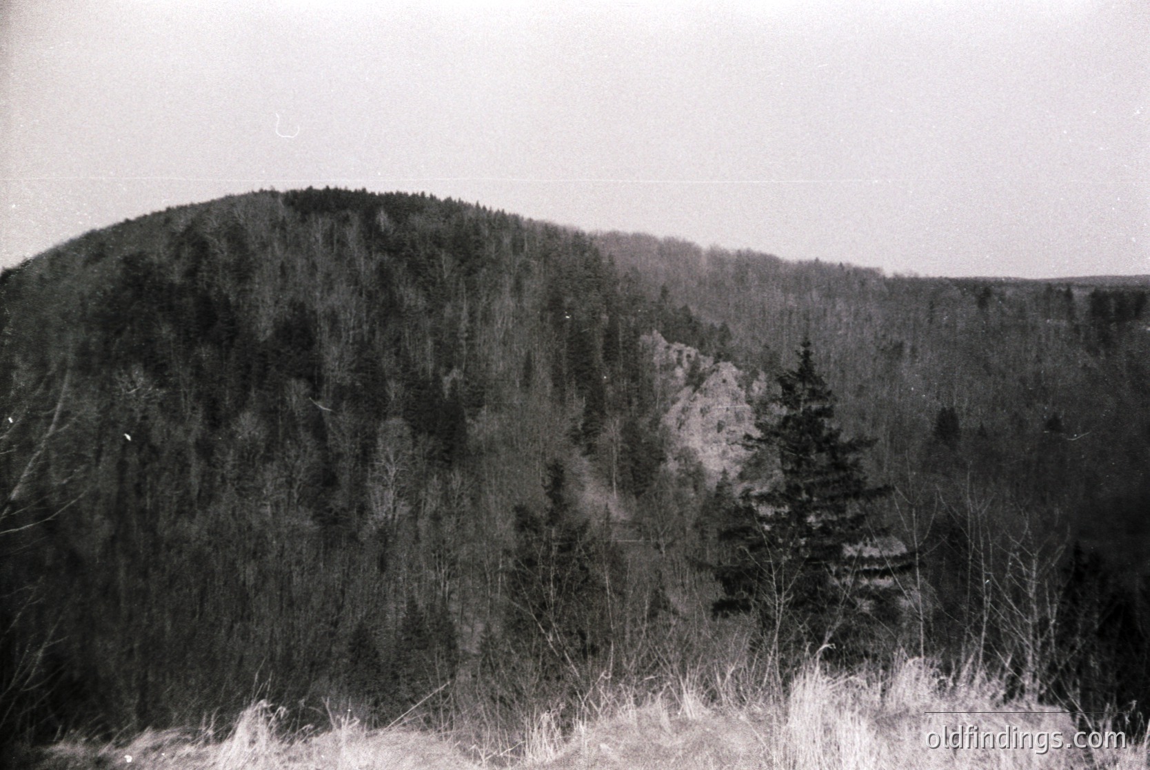 Dense coniferous forest on rocky, forested hillside with sparse winter vegetation in foreground. Black-and-white monochrome suggests vintage or archival quality.