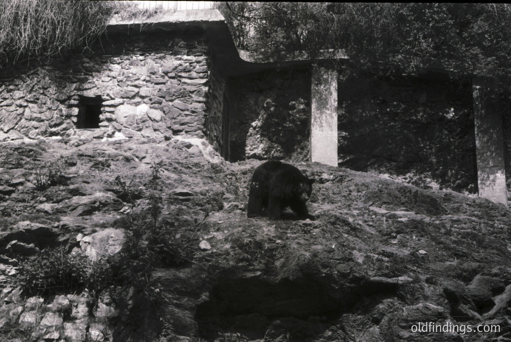 Black-and-white shot of a bear in a rocky, man-made enclosure with stone walls and small windows. The bear stands on uneven terrain, surrounded by natural rock formations. Likely a mid-20th century zoo or wildlife exhibit.