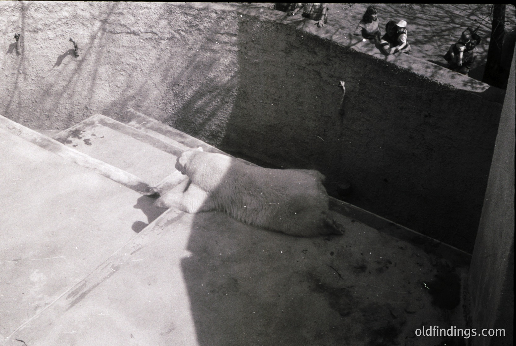 Mid-20th century black-and-white shot of a polar bear in an indoor enclosure, likely a zoo or research facility. Concrete walls and shallow water pool dominate the scene. Visitors in the background observe from a raised platform.