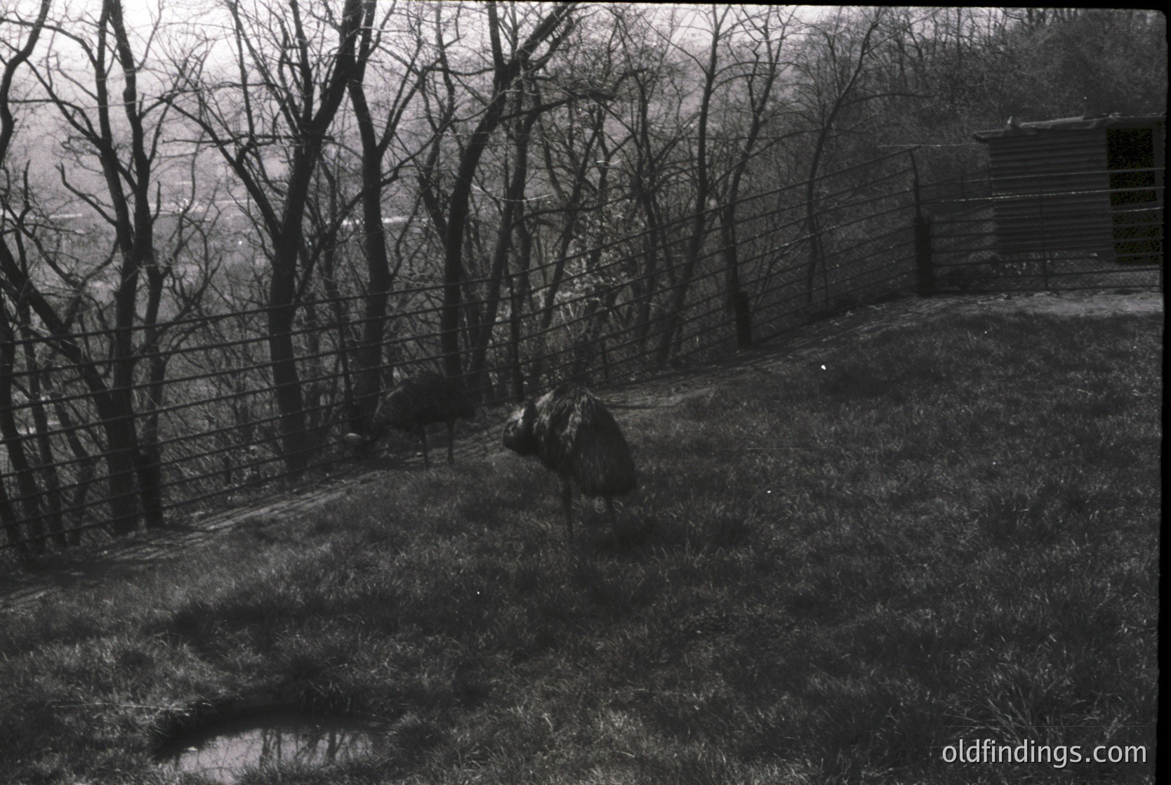 Rural landscape with barren trees and rustic wooden fence. A lone cow grazes near a large rock in a field, with a small wooden shed in the background. Mid-20th century farm setting, likely Eastern Europe.