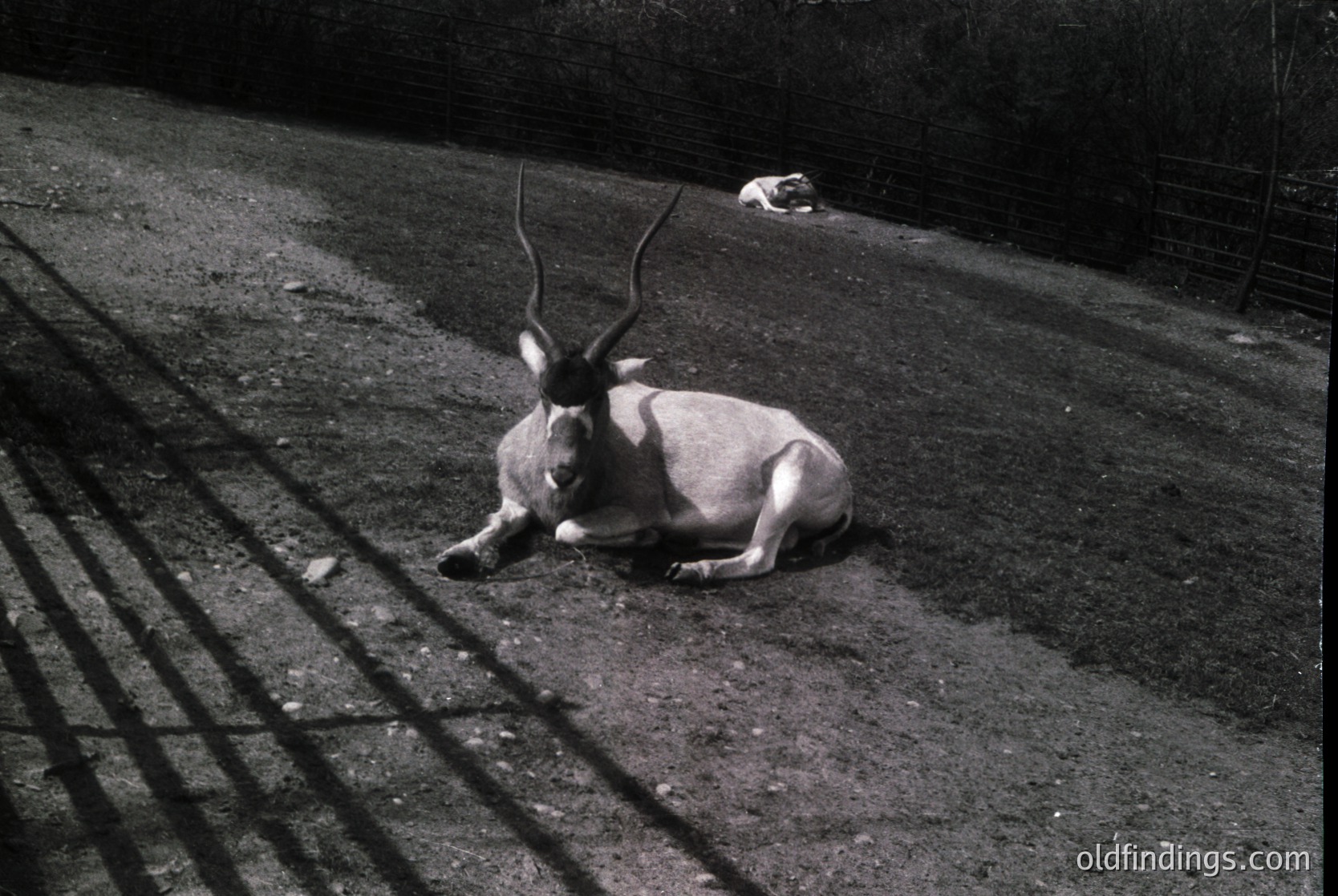Antelope-like animal with large, curved horns rests on gravel track beside railway tracks. Second smaller animal lies in background. Black-and-white composition highlights textures of fur, gravel, and metal. Evokes mid-20th century wildlife photography.