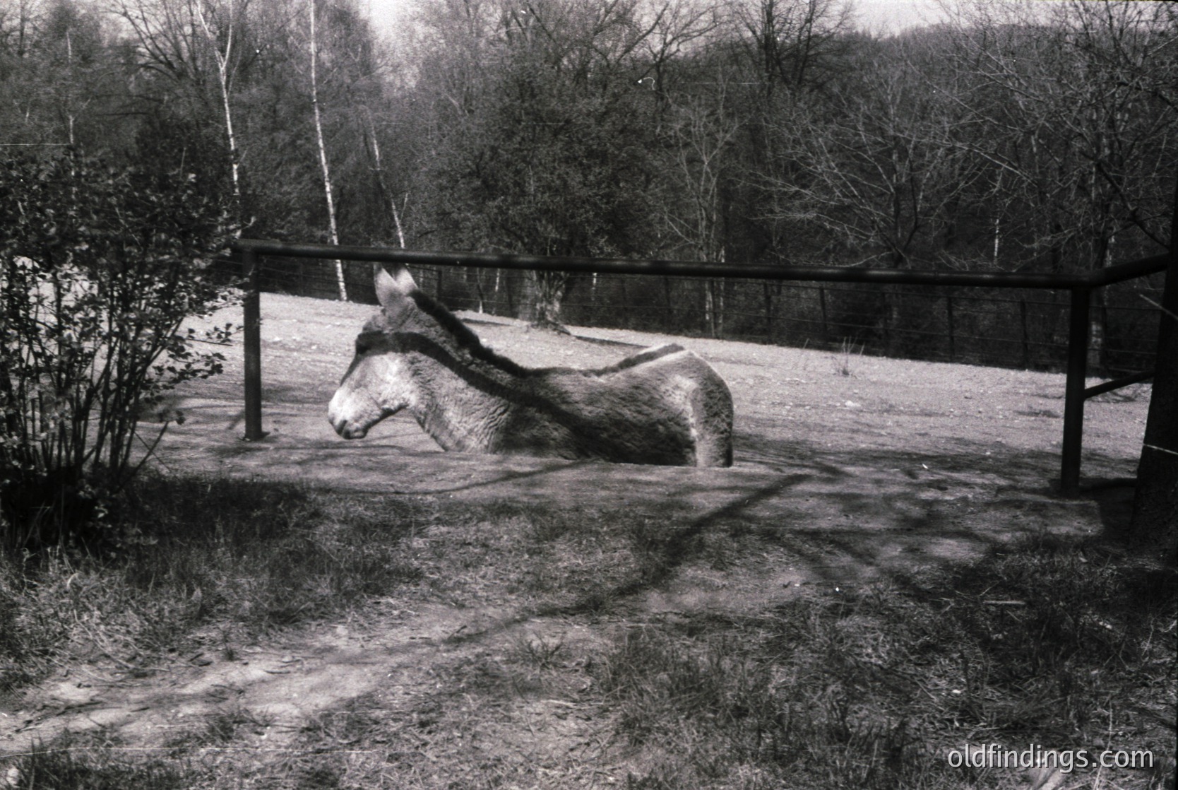 A black-and-white sculpture of a horse lying on its side on a paved surface, surrounded by a rustic wooden fence and leafless trees. Likely part of a public park or memorial. *(Note: The time period is inferred from the style of the sculpture and photographic grain, but not definitively confirmed.)*